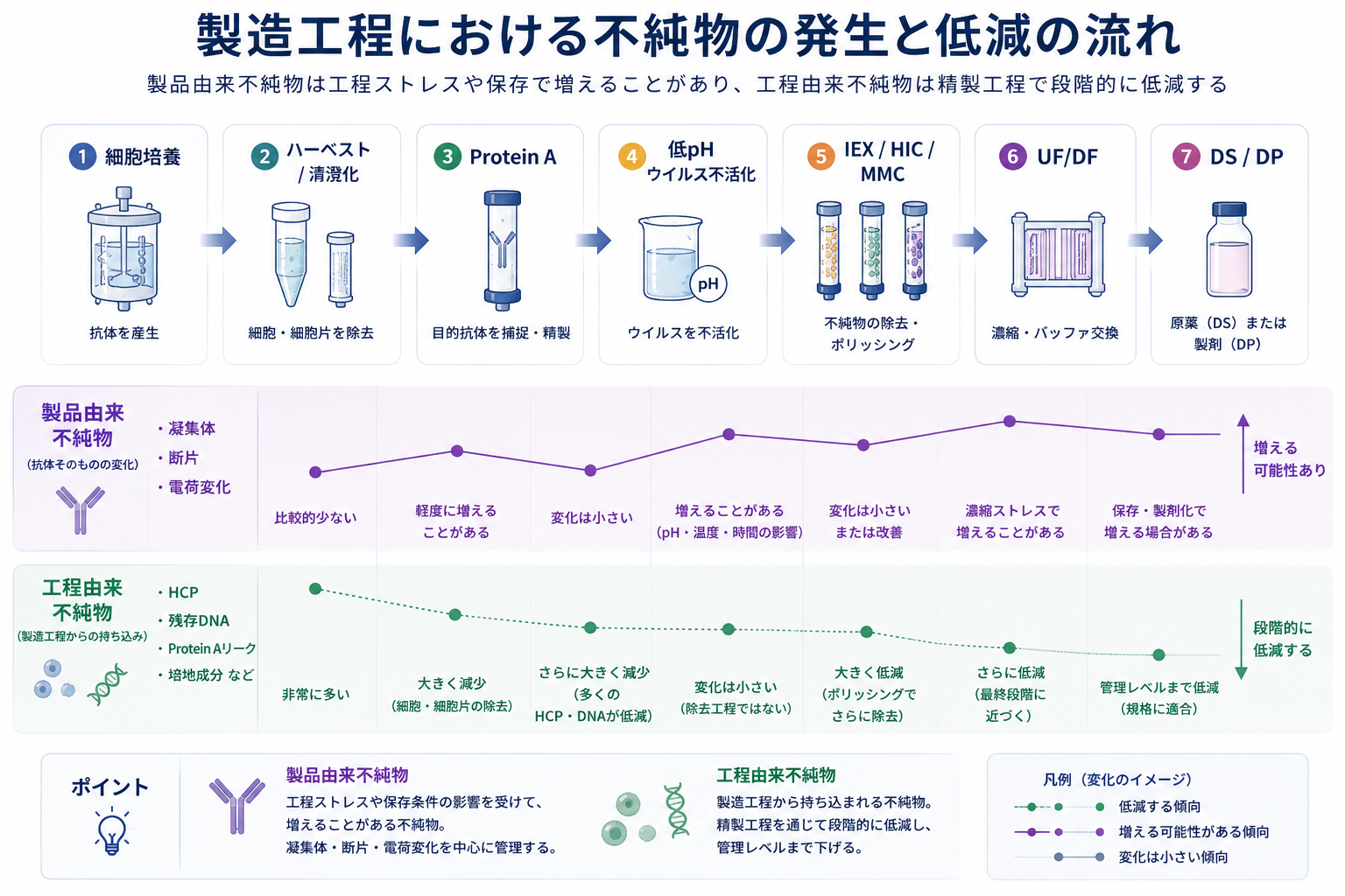 製造工程における不純物の発生と低減の流れ:細胞培養→ハーベスト/清澄化→Protein A→低pHウイルス不活化→IEX/HIC/MMC→UF/DF→DS/DP。工程由来不純物は精製で段階的に低減し、製品由来不純物は工程ストレスや保存で増えることがある