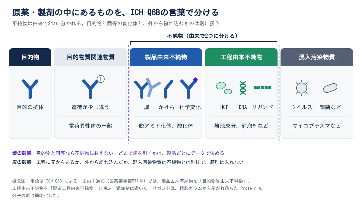 原薬・製剤の中にあるものを5つの枠に分けた概念図。左から、目的物(目的の抗体)、目的物質関連物質(電荷が少し違う抗体で、例は電荷異性体の一部)、製品由来不純物(塊、かけら、化学変化。例は脱アミド化体、酸化体)、工程由来不純物(HCP、DNA、Protein Aリガンド。例は培地成分、消泡剤など)、混入汚染物質(ウイルス、細菌など。例はマイコプラズマなど)。製品由来と工程由来の2つの上に「不純物(由来で2つに分ける)」の括弧がかかる。目的物質関連物質と製品由来不純物の境目は紫の破線で、目的物と同等なら不純物に数えず、どこで線を引くかは製品ごとにデータで決める。工程由来不純物と混入汚染物質の境目は灰の破線で、工程に元からあるか外から紛れ込んだかで分け、混入汚染物質は不純物とは別枠で原則は入れない。国内の通知では製品由来を目的物質由来不純物、工程由来を製造工程由来不純物と呼ぶ。添加剤は省いている。