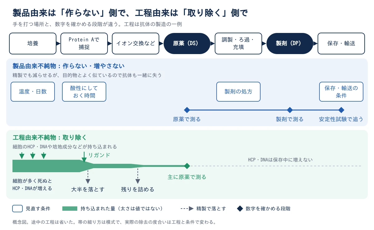上に、培養、Protein Aでの捕捉、イオン交換など、原薬、調製・ろ過・充填、製剤、保存・輸送の順に工程を並べた概念図。製品由来不純物の段では、作らない・増やさないために見直す条件として、温度・日数、酸性にしておく時間、製剤の処方、保存・輸送の条件を示す。精製でも減らせるが、目的物とよく似ているので抗体も一緒に失う。数字は原薬で測り、製剤で測り、安定性試験で追う。工程由来不純物の段では、細胞のHCP・DNAや培地成分、Protein Aリガンドなどが持ち込まれ、Protein Aでの捕捉で大半を落とし、イオン交換などで残りを詰める(灰色の破線の矢印)。細胞が多く死ぬとHCP・DNAが増える。HCP・DNAは保存中に増えないので、数字は主に原薬で測る。帯の細り方は模式で、実際の除去の度合いは工程と条件で変わる。