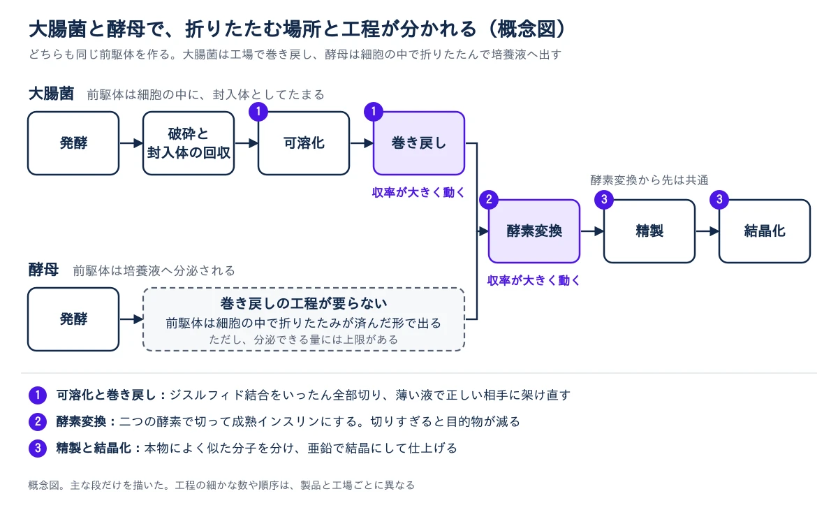 大腸菌と酵母の工程を並べた概念図。上の列は大腸菌で、前駆体は細胞の中に封入体としてたまり、左から発酵、破砕と封入体の回収、可溶化、巻き戻しの順に矢印でつながる。下の列は酵母で、前駆体は培養液へ分泌され、発酵のあとに破線の囲みがあり、巻き戻しの工程が要らないこと、前駆体は細胞の中で折りたたみが済んだ形で出ること、ただし分泌できる量には上限があることが書かれている。二つの列は右で合流し、酵素変換、精製、結晶化の順に共通の工程が続く。巻き戻しと酵素変換には色が付いていて、収率が大きく動く段であることを示す。丸の1は可溶化と巻き戻し、2は酵素変換、3は精製と結晶化に付いている。下の凡例には、1はジスルフィド結合をいったん全部切って薄い液で正しい相手に架け直すこと、2は二つの酵素で切って成熟インスリンにし、切りすぎると目的物が減ること、3は本物によく似た分子を分けて亜鉛で結晶にして仕上げることが書かれている。