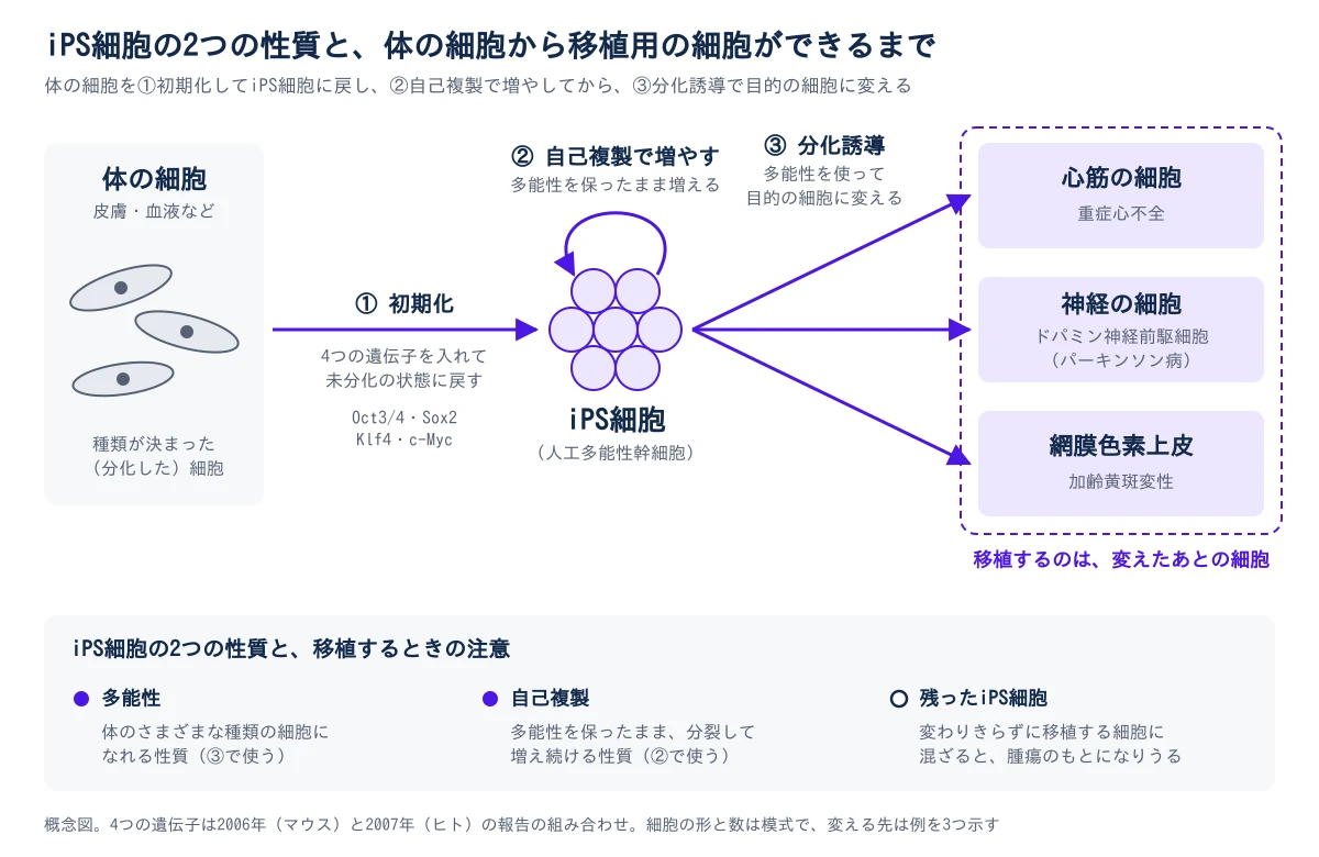 左から右へ3つの段を示す。左端は皮膚や血液などの、種類が決まった(分化した)体の細胞。①初期化の矢印で、Oct3/4・Sox2・Klf4・c-Mycの4つの遺伝子を入れて未分化の状態に戻し、中央のiPS細胞(人工多能性幹細胞)の集まりになる。iPS細胞には自分に戻る矢印があり、②自己複製で、多能性を保ったまま増えることを示す。そこから③分化誘導の3本の矢印が、重症心不全に使う心筋の細胞、パーキンソン病に使う神経の細胞(ドパミン神経前駆細胞)、加齢黄斑変性に使う網膜色素上皮へ分かれ、この3つを囲んだ枠に、移植するのは変えたあとの細胞と書く。下の帯に、多能性(体のさまざまな種類の細胞になれる性質で、③で使う)、自己複製(多能性を保ったまま分裂して増え続ける性質で、②で使う)、残ったiPS細胞(変わりきらずに移植する細胞に混ざると、腫瘍のもとになりうる)の3つを並べる。4つの遺伝子は2006年(マウス)と2007年(ヒト)の報告の組み合わせで、細胞の形と数は模式、変える先は例を3つ示した概念図