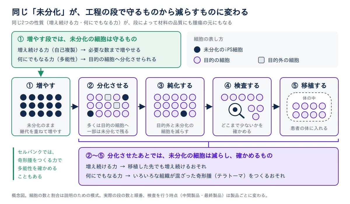 左から右へ、①増やす、②分化させる、③純化する、④検査する、⑤移植する、の5つの段を矢印でつないで示す。①増やす段の細胞はすべて未分化のiPS細胞(濃紺の丸)で、上の緑の枠に「増やす段では、未分化の細胞は守るもの」と書き、増え続ける力(自己複製)で必要な数まで増やせること、何にでもなる力(多能性)で目的の細胞へ分化させられることを示す。その下に、セルバンクでは奇形腫をつくる力で多能性を確かめることもある、と注記する。②分化させる段では多くが目的の細胞(紫の輪)になり、目的外の細胞(灰色の四角)と、一部の未分化の細胞が残る。③純化する段で目的外と未分化の細胞が減り、④検査する段でどこまで少ないかを確かめ、⑤移植する段で細胞を患者の体に入れる。②から⑤をまとめる下の紫の枠に「分化させたあとでは、未分化の細胞は減らし、確かめるもの」と書き、増え続ける力は移植した先でも増え続けるおそれに、何にでもなる力はいろいろな組織が混ざった奇形腫(テラトーマ)をつくるおそれに変わることを示す。細胞の数と割合は説明のための模式で、実際の段の数と順番、検査を行う時点は製品ごとに変わる