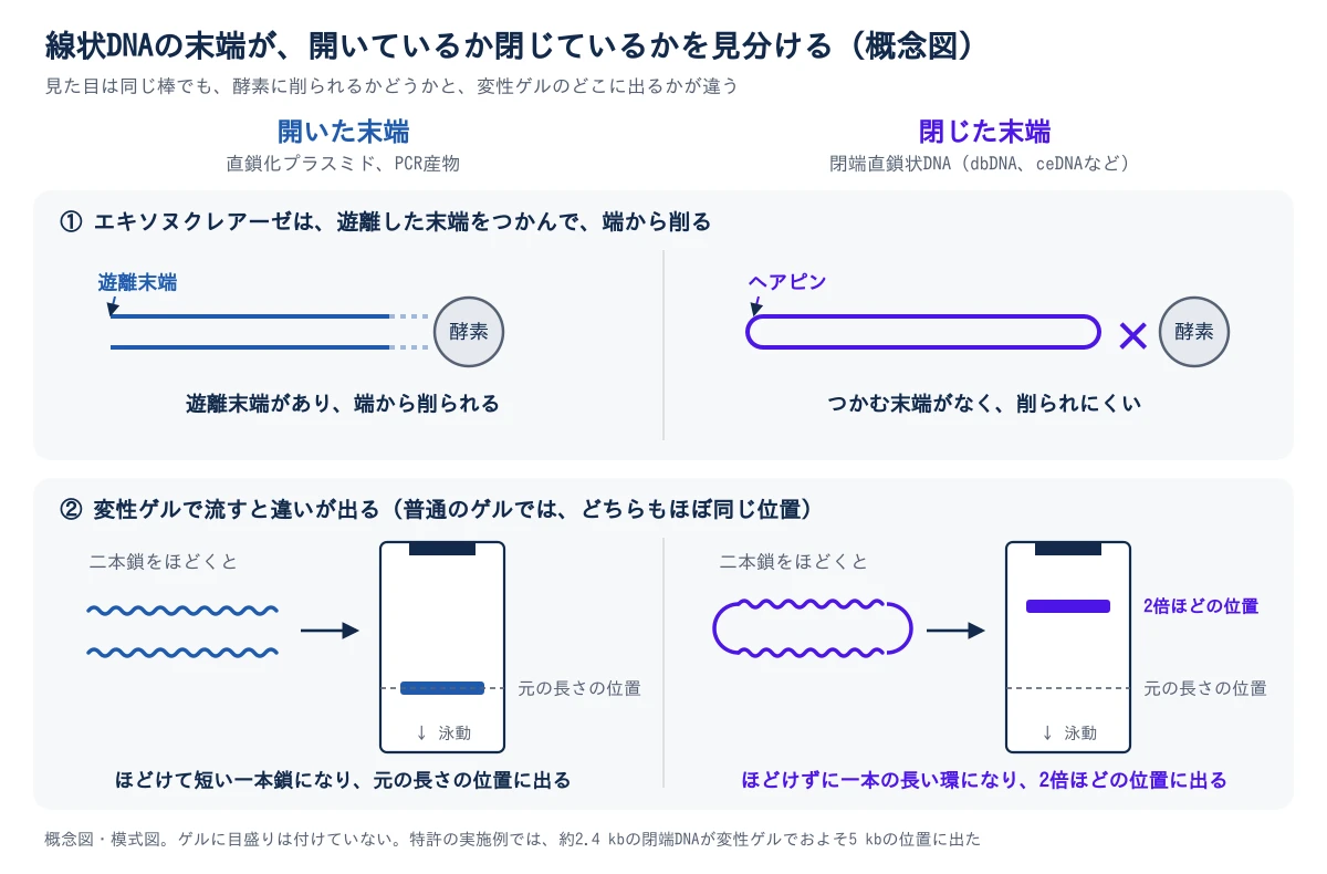 末端が開いた線状DNA(直鎖化プラスミド、PCR産物)と、末端が閉じた線状DNA(閉端直鎖状DNA。dbDNA、ceDNAなど)を、左右に並べて比べた概念図。上段はエキソヌクレアーゼの働き。開いたものは、二本の鎖の端が遊離していて、酵素がそこをつかんで端から削る。閉じたものは、二本の鎖が両端のヘアピンでつながっていて、つかむ末端がないので削られにくい。下段は変性ゲルで、普通のゲルではどちらもほぼ同じ位置に出るが、二本鎖をほどく変性ゲルでは違いが出る。開いたものは、ほどけて元の長さの一本鎖が2本になり、元の長さの位置に出る。閉じたものは、ほどけても鎖がつながったまま一本の長い環になり、2倍ほどの位置に出る。特許の実施例では、約2.4 kbの閉端DNAが変性ゲルでおよそ5 kbの位置に出た。