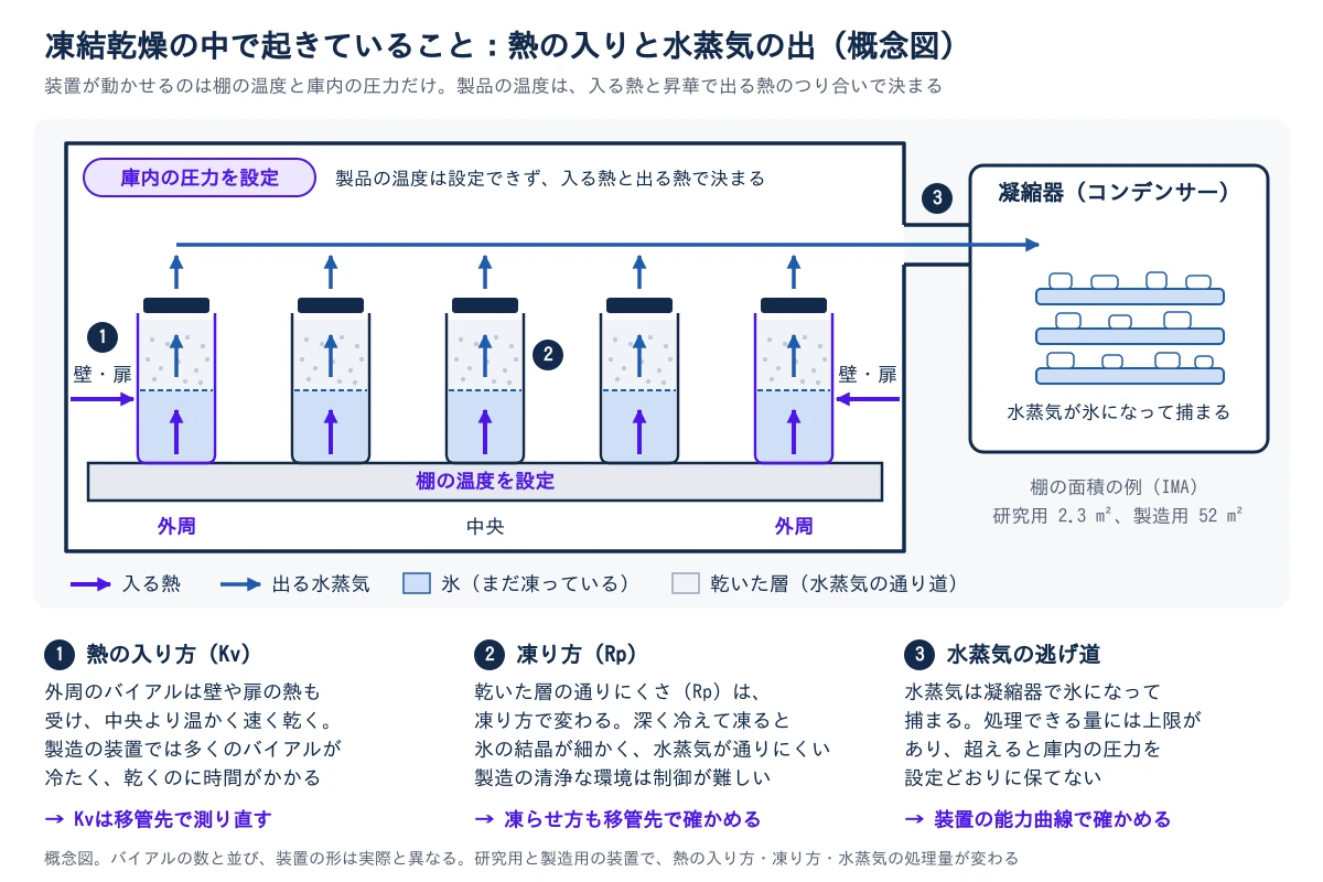 凍結乾燥の庫内で起きていることを示した概念図。左の大きな四角が庫内で、下に棚があり、5本のバイアルが並ぶ。装置が設定できるのは、庫内の圧力と棚の温度の2つだけで、製品の温度は設定できず、入る熱と出る熱で決まる。紫の矢印が入る熱で、棚から各バイアルの底へ入り、両端の外周のバイアルには壁・扉からも入る。各バイアルの下半分は凍った氷、上半分は乾いた層で、氷が昇華した水蒸気が青い矢印で乾いた層を通って上へ出て、庫内上部の流れに集まり、右の凝縮器へ送られて氷になって捕まる。番号の1は熱の入り方(Kv)で、外周のバイアルは壁や扉の熱も受けて中央より温かく速く乾き、製造の装置では多くのバイアルが冷たく乾くのに時間がかかる。Kvは移管先で測り直す。2は凍り方(Rp)で、乾いた層の通りにくさは凍り方で変わり、深く冷えて凍ると氷の結晶が細かく水蒸気が通りにくい。凍らせ方も移管先で確かめる。3は水蒸気の逃げ道で、凝縮器が処理できる量には上限があり、超えると庫内の圧力を設定どおりに保てない。装置の能力曲線で確かめる。図の右下に、棚の面積の例として研究用2.3 m²、製造用52 m²(IMAの事例)が添えてある。