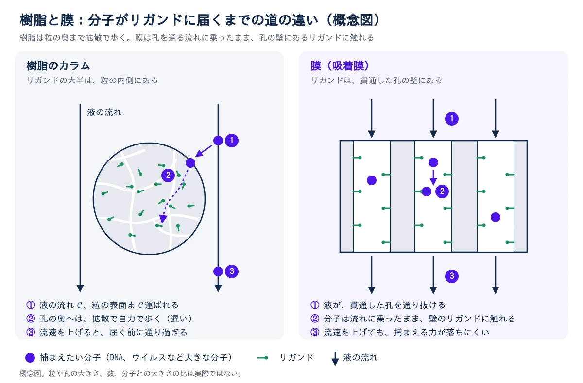 樹脂のカラムと膜で、分子がリガンドに届くまでの道を比べた概念図。左の樹脂は、リガンドの大半が粒の内側にある。分子は液の流れで粒の表面まで運ばれ、そこから細かい孔の奥へ、拡散で自力で歩いて進む。流速を上げると、奥に届く前に通り過ぎる。右の膜は、リガンドが貫通した孔の壁に付いている。液が孔をそのまま通り抜けるので、分子は流れに乗ったまま壁のリガンドに触れる。流速を上げても、捕まえる力が落ちにくい。