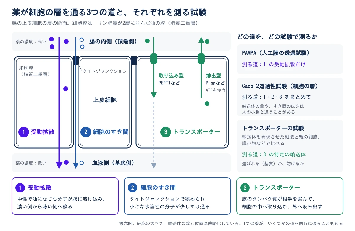 左に、腸の上皮細胞の層の断面を描く。上が腸の内側(頂端側、薬の濃度が高い)、下が血液側(基底側、薬の濃度が低い)で、細胞膜はリン脂質が2層に並んだ油の膜(脂質二重層)。道1の受動拡散は、中性で油になじむ分子が細胞の膜に溶け込み、濃い側から薄い側へ細胞を通り抜ける太い矢印で示す。道2の細胞のすき間は、隣り合う細胞のあいだの細い矢印で、入口がタイトジャンクションで狭められ、小さな水溶性の分子が少しだけ通る。道3のトランスポーターは、頂端側の膜に埋まったタンパク質で、取り込み型(PEPT1など)が分子を細胞の中へ運び、排出型(P-gpなど、ATPを使う)が細胞の中の分子を腸の内側へ汲み出す。右に、どの道をどの試験で測るかを並べる。PAMPA(人工膜の透過試験)は道1の受動拡散だけ、Caco-2透過性試験(細胞の層)は道1・2・3をまとめて測り、輸送体の量やすき間の広さは人の小腸と違うことがある。トランスポーターの試験は、輸送体を発現させた細胞と親の細胞や膜小胞で比べ、道3の特定の輸送体に運ばれるか、妨げるかを測る。概念図で、細胞の大きさ、輸送体の数と位置は簡略化しており、1つの薬がいくつかの道を同時に通ることもある