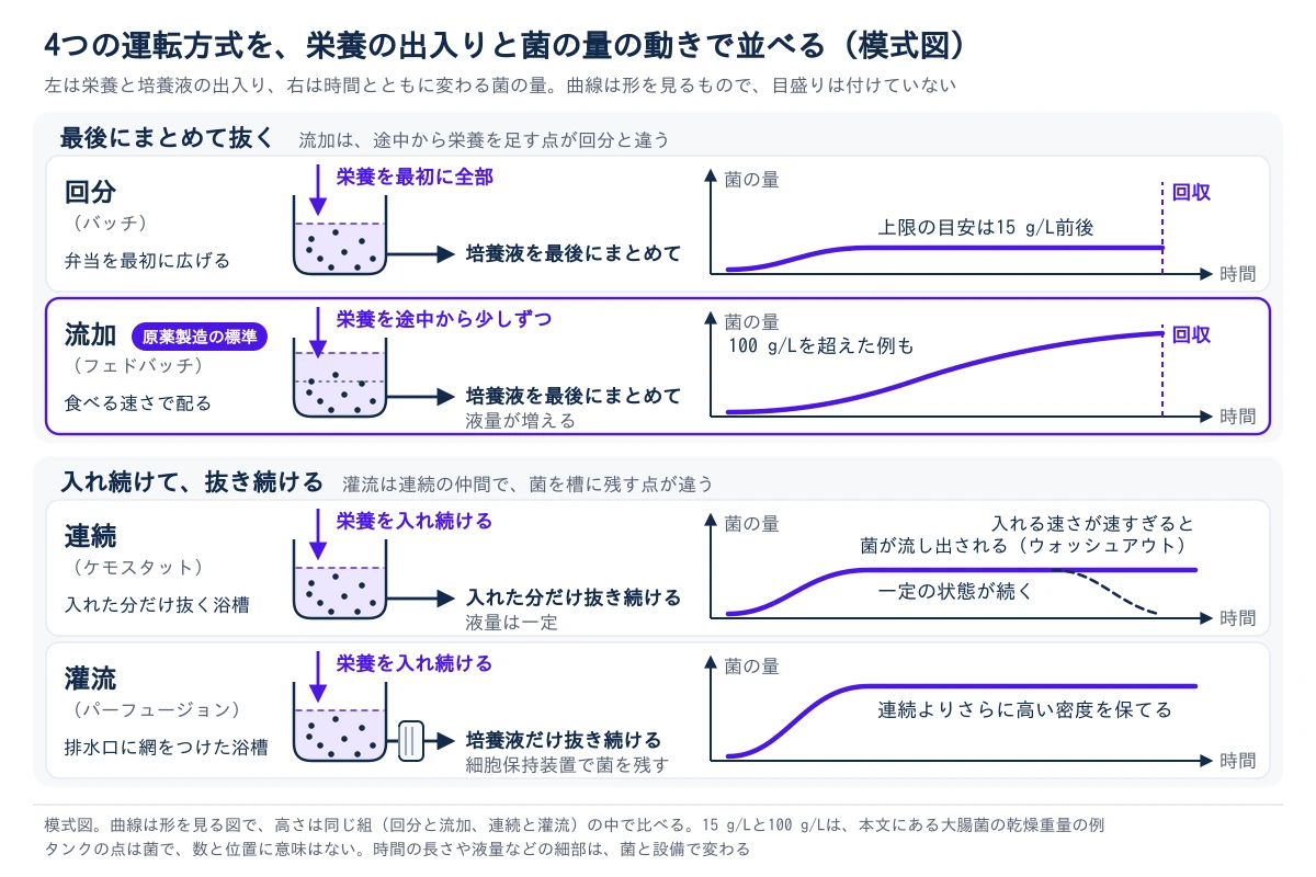 4つの運転方式を、タンクへの栄養と培養液の出入りと、時間に対する菌の量の変化で並べた模式図。上の組は、培養液を最後にまとめて抜く方式。回分は栄養を最初に全部入れ、菌の量は上限の目安である15 g/L前後で頭打ちになり、最後に回収する。流加は栄養を途中から少しずつ入れて液量が増え、菌の量は回分より高くまで増え続け、100 g/Lを超えた例もあり、最後に回収する。下の組は、入れ続けて抜き続ける方式。連続は栄養を入れ続け、入れた分だけ抜き続けるので液量は一定で、菌の量は一定の状態が続くが、入れる速さが速すぎると菌が流し出される(ウォッシュアウト)。灌流は栄養を入れ続け、細胞保持装置を通して培養液だけを抜き、菌は槽に残すので、連続よりさらに高い密度を保てる。曲線に目盛りはなく、高さは同じ組の中で比べる。