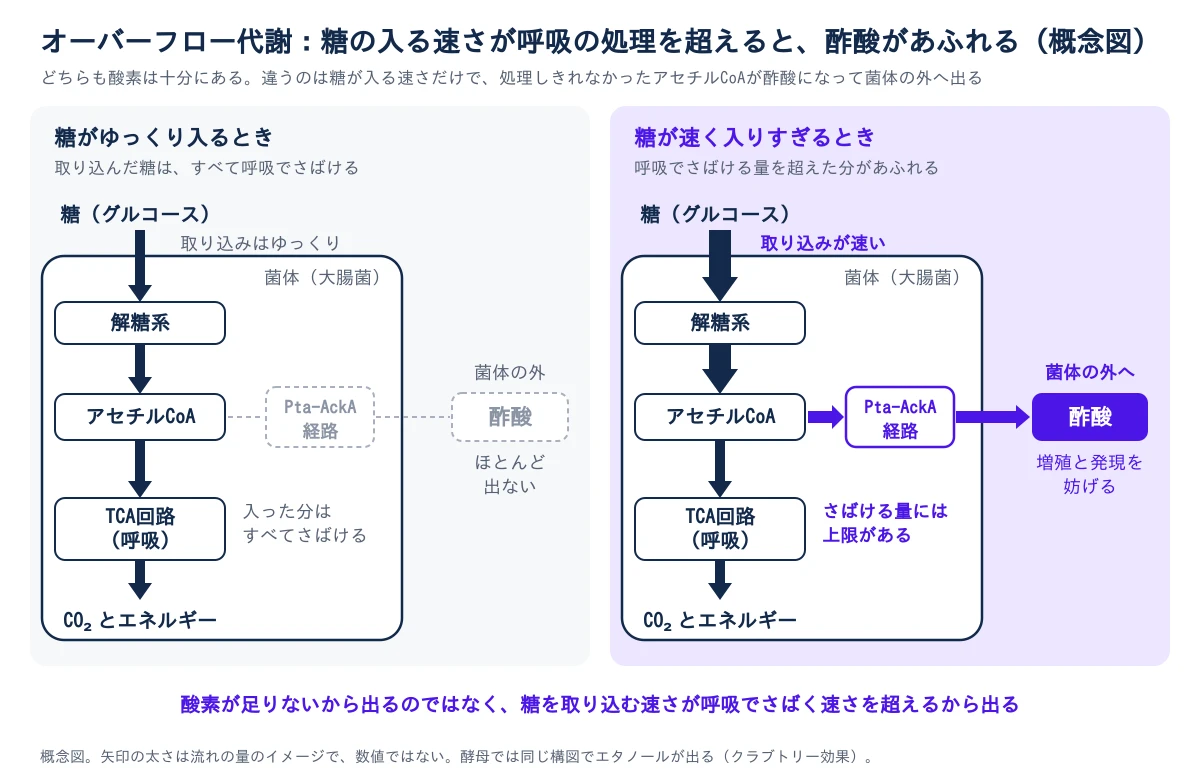大腸菌の菌体の中の糖の流れを、糖がゆっくり入るときと速く入りすぎるときで並べた図。どちらも糖は解糖系、アセチルCoAを経て、TCA回路(呼吸)で二酸化炭素とエネルギーになる。ゆっくり入るときは全部呼吸でさばけて、Pta-AckA経路にも酢酸にも流れない。速く入りすぎるときは、呼吸でさばける量に上限があるため、あふれた分がPta-AckA経路を通って酢酸になり、菌体の外へ出て増殖と発現を妨げる。矢印の太さは流れの量のイメージ。