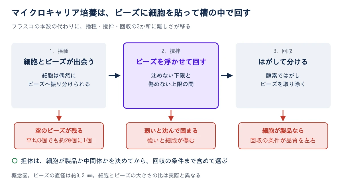 左から右へ3つの段階。1の播種では、細胞とビーズが出会い、細胞は偶然にビーズへ振り分けられる。問題は空のビーズが残ることで、平均3個でも約20個に1個は空になる。2の撹拌では、ビーズを浮かせて回し、沈めない下限と傷めない上限の間で運転する。弱いと沈んで固まり、強いと細胞が傷む。3の回収では、酵素ではがしてビーズを取り除く。細胞が製品なら、回収の条件が品質を左右する。下に、担体は細胞が製品か中間体かを決めてから回収の条件まで含めて選ぶ、と書かれている。