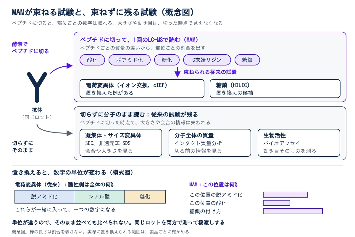 左に抗体(同じロット)があり、そこから二つの道に分かれる。上の道は酵素でペプチドに切って、1回のLC-MSで読むMAM。ペプチドごとの質量の違いから、酸化、脱アミド化、糖化、C末端リジン、糖鎖を部位ごとの割合で出す。これで束ねられる従来の試験は、電荷変異体(イオン交換、cIEF)で置き換えた例があり、糖鎖(HILIC)は置き換えの候補。下の道は切らずに分子のまま読む試験で、従来の試験が残る。ペプチドに切った時点で大きさや会合の情報は失われるため、凝集体・サイズ変異体(SEC、非還元CE-SDS)、分子全体の質量(インタクト質量分析)、生物活性(バイオアッセイ)が残る。図の下段は数字の単位の違い。従来の電荷変異体の試験は、酸性側の山が全体の何%かという一つの数字で、その中に脱アミド化、シアル酸、糖化が一緒に入っている。MAMは、この位置の脱アミド化、この位置の酸化、糖鎖の付き方のように、部位ごとに別の数字が出る。単位が違うのでそのまま並べても比べられず、同じロットを両方で測って橋渡しする。棒の長さは割合を表さない模式図。