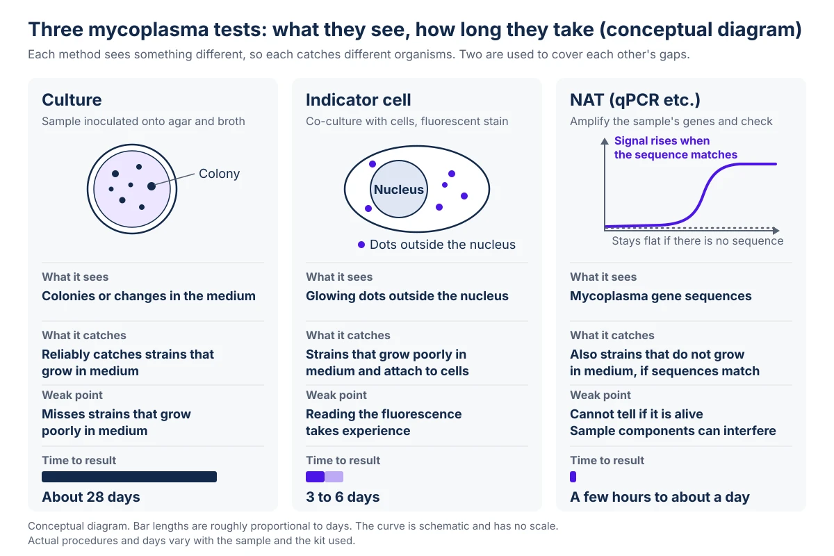 Conceptual diagram comparing three methods in three columns: culture, indicator cell and NAT (qPCR etc.). Culture inoculates the sample onto agar and broth and looks for colonies or changes in the medium. It reliably catches strains that grow in medium but misses strains that grow poorly in medium. The result takes about 28 days, shown as the longest horizontal bar. The indicator cell method co-cultures the sample with indicator cells, stains with a fluorescent dye and looks for small glowing dots outside the cell nuclei. It catches strains that grow poorly in medium and attach to cells, but reading the fluorescence takes experience. The result takes 3 to 6 days. NAT amplifies the sample's genes and checks them, shown as a schematic curve in which the signal rises when the mycoplasma gene sequence is present and stays flat when there is no sequence. It can catch strains that do not grow in medium if the sequence matches, but it cannot tell whether the organism is alive, and components of the sample can interfere with the reaction. The result takes a few hours to about a day. Bar lengths are roughly proportional to days, and the curve has no scale.