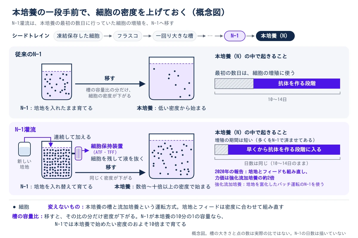 従来のN-1とN-1灌流で、本培養を始める細胞密度を比べた概念図。シードトレインは凍結保存した細胞からフラスコ、一回り大きな槽へと進み、N-1から本培養(N)へ移す。上段の従来のN-1は培地を入れたまま育てるバッチ運転で、より大きな本培養の槽へ移すと細胞の密度は槽の容量比の分だけ下がる。本培養は低い密度から始まり、10〜14日のうち最初の数日を細胞の増殖に使う。下段のN-1灌流は、新しい培地を連続して加え、細胞保持装置(ATF・TFF)で細胞を残して使用済みの培養液を抜きながら、細胞を高い密度まで育てる。移すと同じく密度が下がるが、元の密度が高いので本培養は数倍から十倍以上の密度で始まり、日数は10〜14日のまま、増殖の期間が短くなって早くから産生の段階に入る。2020年の報告では培地とフィードも組み直し、培地を富化したバッチ運転のN-1を使う強化流加培養と比べて、力価はおよそ2倍だった。変えないのは本培養の槽と流加培養という運転方式で、培地とフィードは密度に合わせて組み直す。N-1が本培養の10分の1の容量なら、N-1では本培養で始めたい密度のおよそ10倍まで育てる。槽の大きさと細胞の点の数は実際の比ではない