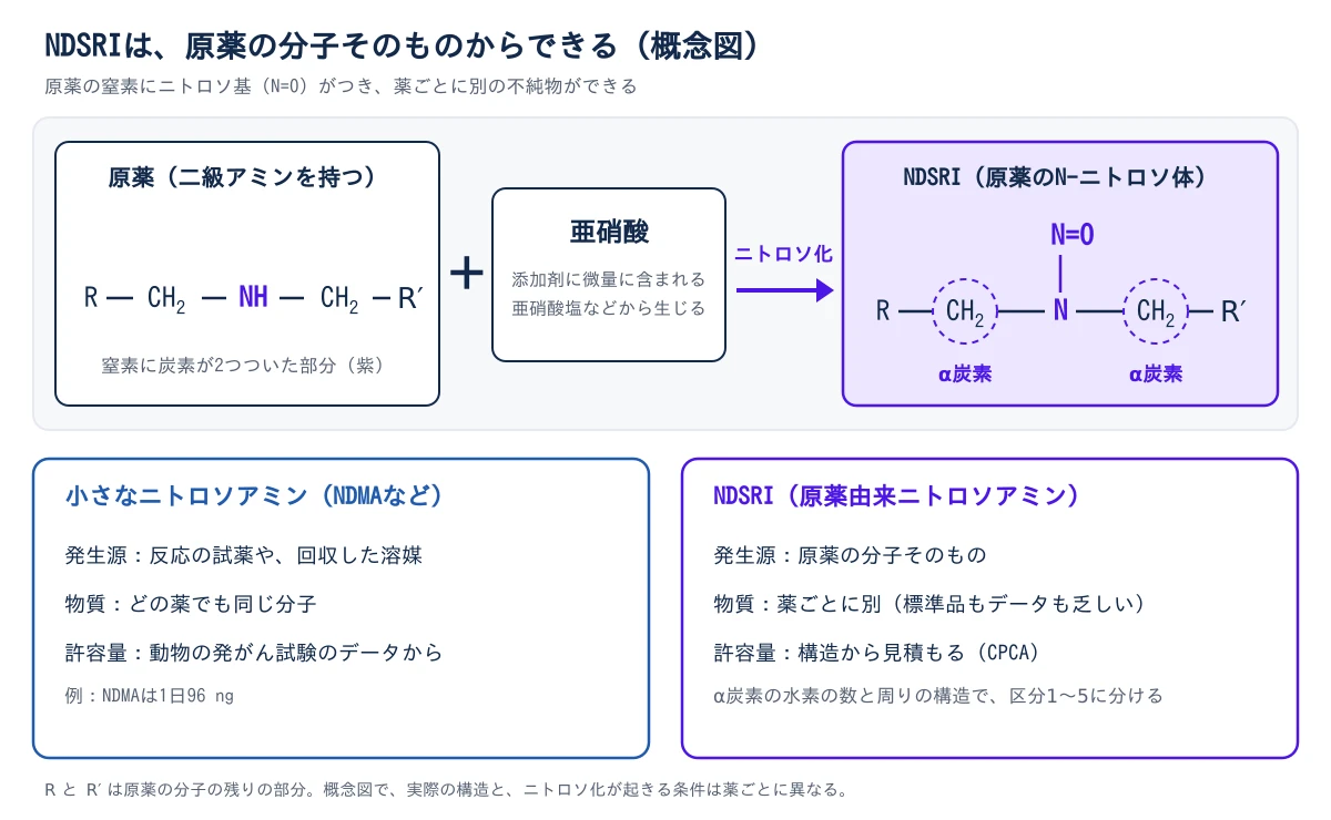 上の段は、NDSRIができる流れを左から右へ示す。左の箱は二級アミンを持つ原薬で、R、CH2、NH、CH2、R′ が鎖のようにつながり、窒素に炭素が2つついた NH の部分が紫で強調されている。真ん中の箱は亜硝酸で、添加剤に微量に含まれる亜硝酸塩などから生じると書かれている。2つが足し合わされ、ニトロソ化と書かれた矢印で右の箱へ進む。右の箱は NDSRI(原薬の N-ニトロソ体)で、原薬の窒素の上に N=O がつき、窒素の両隣の CH2 が点線の丸で囲まれて、α炭素と書かれている。下の段は2枚の比較カード。左のカードは小さなニトロソアミン(NDMAなど)で、発生源は反応の試薬や回収した溶媒、物質はどの薬でも同じ分子、許容量は動物の発がん試験のデータから決まり、例として NDMA は1日96 ng。右のカードは NDSRI で、発生源は原薬の分子そのもの、物質は薬ごとに別で標準品もデータも乏しく、許容量は構造から見積もる(CPCA)。α炭素の水素の数と周りの構造で区分1〜5に分ける、と添えられている。図の下に、R と R′ は原薬の分子の残りの部分で、実際の構造とニトロソ化が起きる条件は薬ごとに異なる、と注記がある