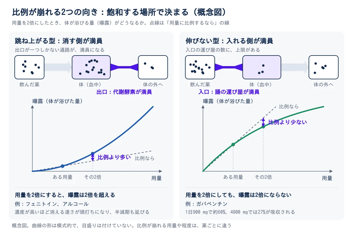 用量と曝露の関係を2つに分けて描いた概念図。左は跳ね上がる型で、飲んだ薬が体に入り、体の外へ出る出口の代謝酵素が満員になる。用量を2倍にすると曝露は比例の線より上に出て、2倍を超える。例はフェニトインとアルコール。右は伸びない型で、入口の腸の運び屋が満員になり、体に入る薬が少ない。用量を2倍にしても曝露は比例の線より下で、2倍にならない。例はガバペンチンで、1日900 mgで約60%、4800 mgでは27%が吸収される。