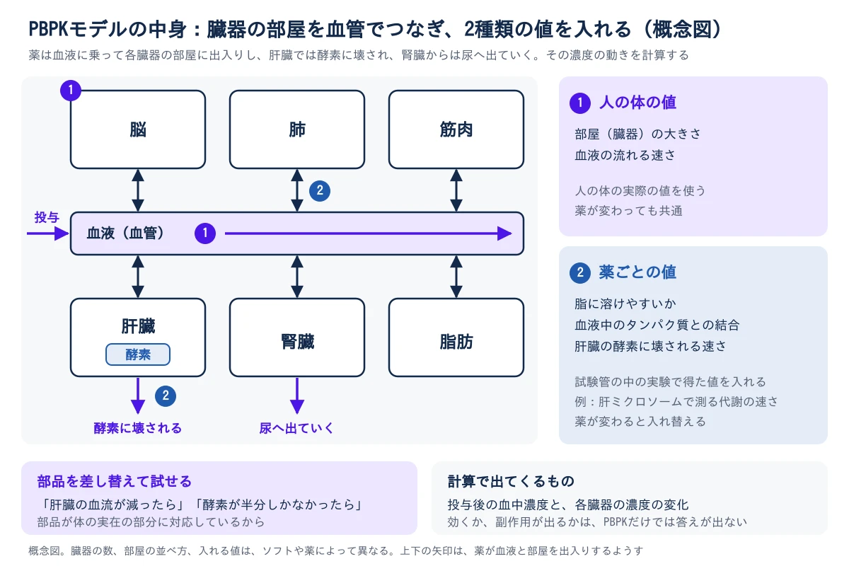 PBPKモデルの概念図。中央に血液の流れる管があり、投与した薬が左から入って右へ流れる。管の上に脳、肺、筋肉の部屋、下に肝臓、腎臓、脂肪の部屋がつながり、薬は管と各部屋のあいだを双方向に出入りする。肝臓の部屋には酵素があり、薬はここで壊される。腎臓からは薬が尿へ出ていく。入れる値は2種類。1つ目は人の体の値で、部屋の大きさと血液の流れる速さ。人の実際の値を使い、薬が変わっても共通。2つ目は薬ごとの値で、脂に溶けやすいか、血液中のタンパク質との結合、肝臓の酵素に壊される速さ。試験管の中の実験で得る。部品が体の実在の部分に対応しているので、肝臓の血流が減ったら、酵素が半分しかなかったら、と差し替えて試せる。計算で出てくるのは投与後の血中濃度と各臓器の濃度の変化で、効くか、副作用が出るかはPBPKだけでは答えが出ない。