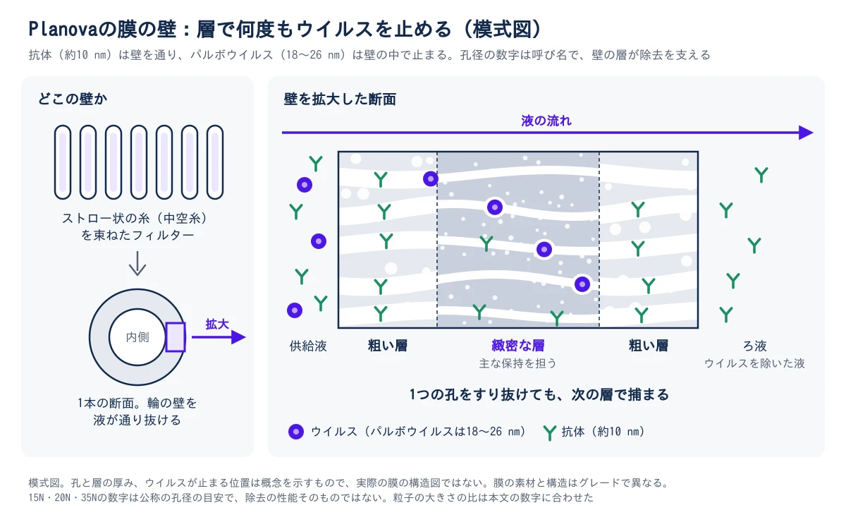 中空糸を束ねたフィルターの1本を輪切りにして、輪の壁を拡大した断面の模式図。液は左の供給液から右のろ液へ、壁の厚み方向に通り抜ける。壁は粗い層、緻密な層、粗い層の3層で、緻密な層が主な保持を担う。約10 nmの抗体は孔を通って右のろ液へ出る。18〜26 nmのパルボウイルスは、緻密な層の入口や、層の中の孔で止まり、止まる位置は1か所ではない。1つの孔をすり抜けても、次の層で捕まる。孔と層の厚み、ウイルスの止まる位置は概念を示すもので、実際の膜の構造図ではない。