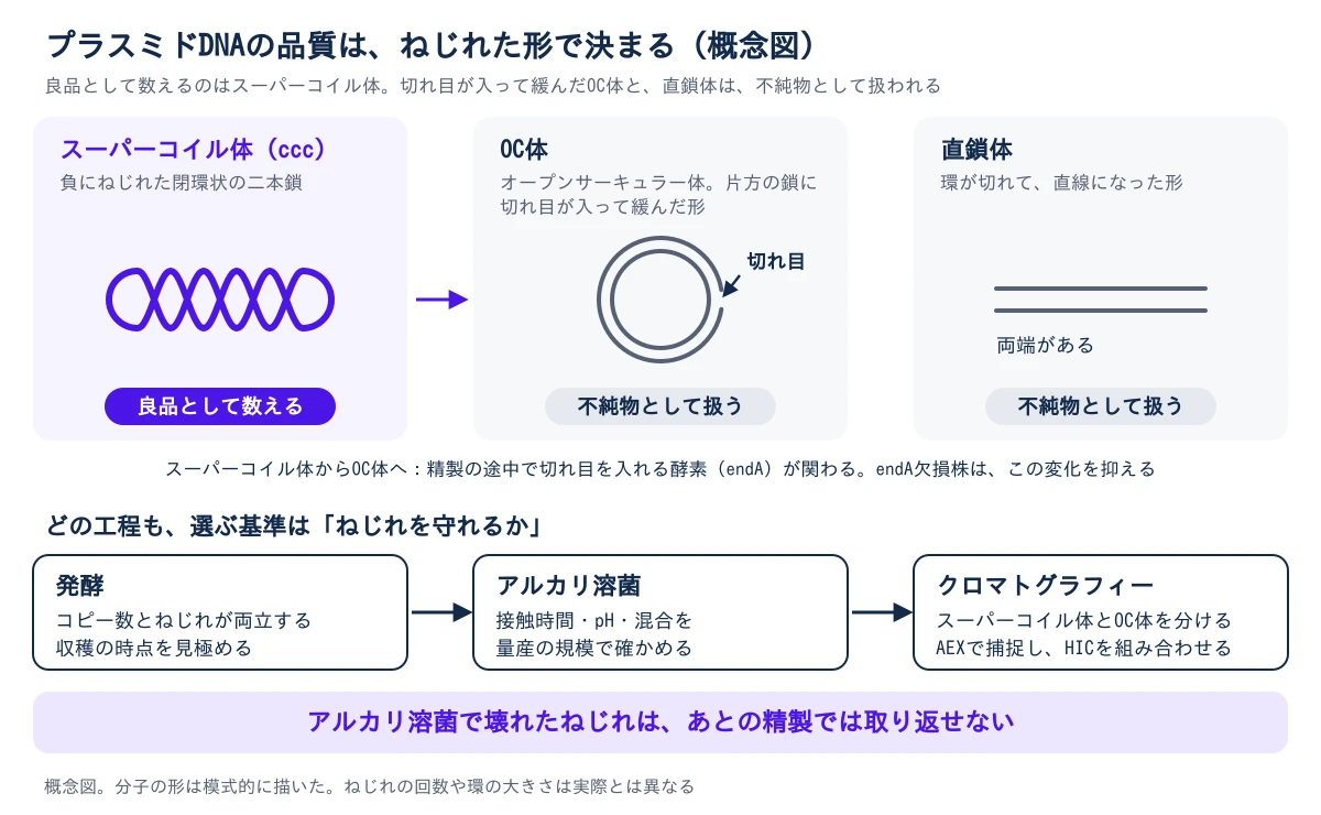 上段に三つの形を並べた概念図。左は負にねじれた閉環状の二本鎖であるスーパーコイル体で、良品として数える。中央は片方の鎖に切れ目が入って緩んだOC体で、不純物として扱う。右は環が切れて直線になった直鎖体で、これも不純物として扱う。スーパーコイル体からOC体への変化には、精製の途中で切れ目を入れる酵素のendAが関わり、endA欠損株はこれを抑える。下段は発酵、アルカリ溶菌、クロマトグラフィーの三つの工程が矢印でつながり、発酵はコピー数とねじれが両立する収穫の時点を見極め、アルカリ溶菌は接触時間、pH、混合を量産の規模で確かめ、クロマトグラフィーはスーパーコイル体とOC体を分ける。アルカリ溶菌で壊れたねじれは、あとの精製では取り返せない。