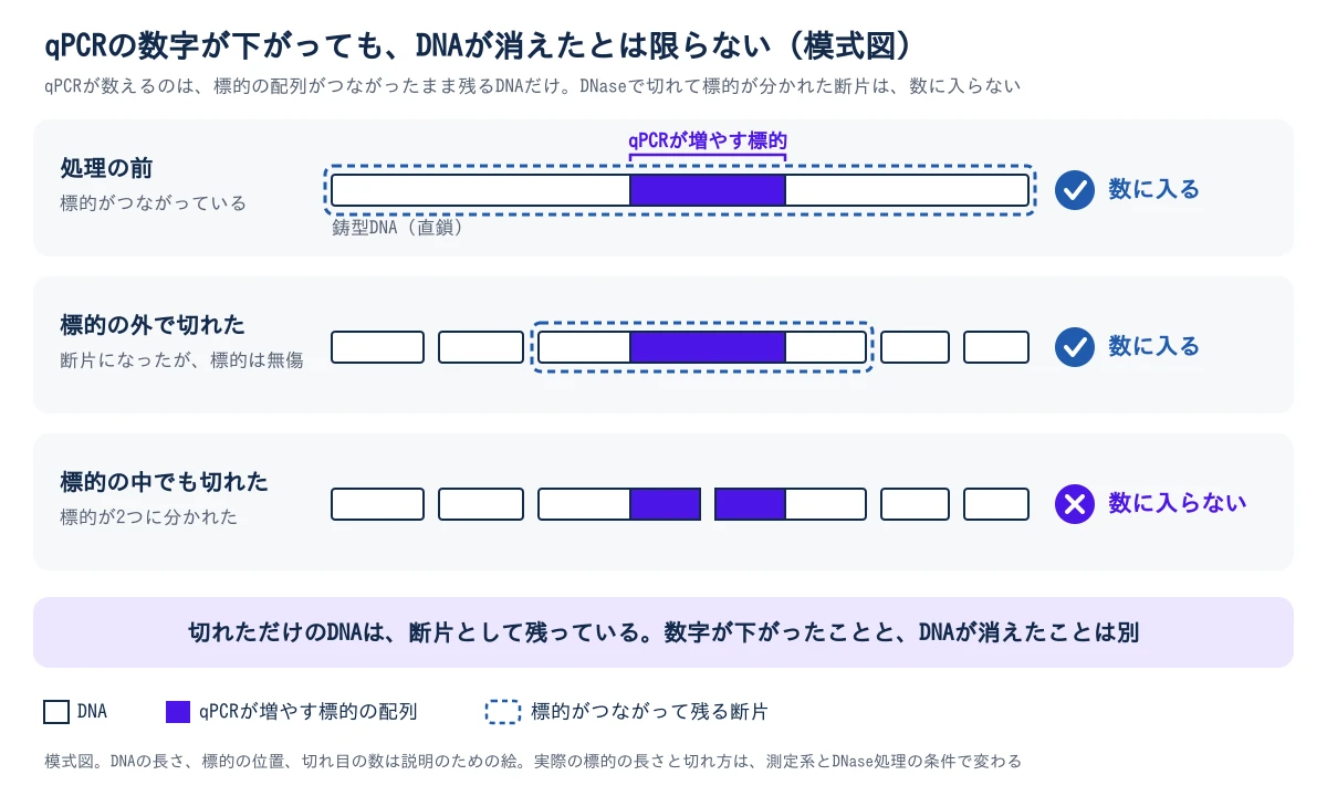 直鎖の鋳型DNAを横長の棒で描き、qPCRが増やす標的の配列を紫の区間で示した模式図。3段に並べて比べる。1段目は処理の前で、標的がつながっているので、qPCRの数に入る。2段目は標的の外で切れた場合で、DNAは断片に分かれるが、標的を含む断片は無傷でつながっているので、数に入る。3段目は標的の中でも切れた場合で、標的が2つに分かれるので、数に入らない。3段目の断片も、DNAとして残っている。数字が下がったことと、DNAが消えたことは別で、どの長さの標的を数えているかを一緒に持つ必要がある。