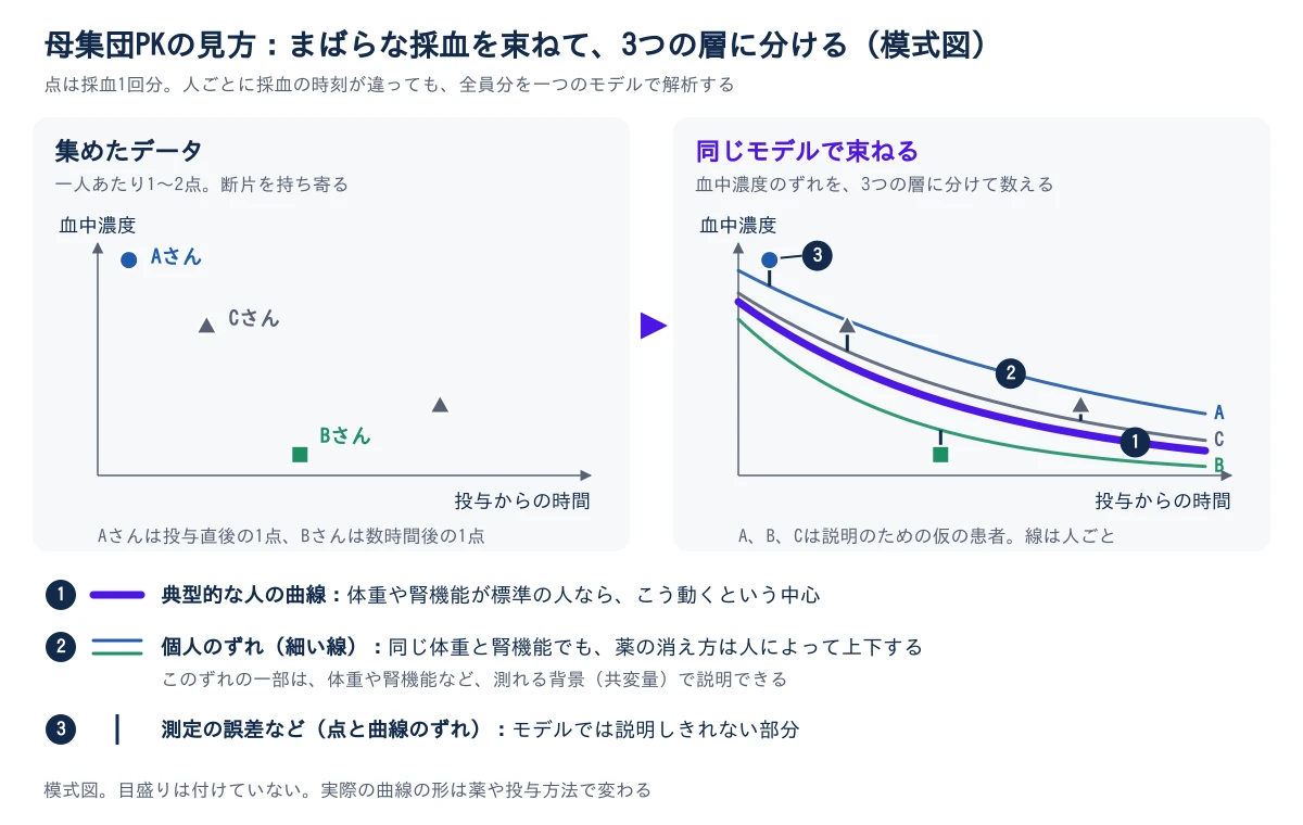 左右2つのグラフを矢印でつないだ模式図。左のグラフは、Aさんは投与直後の1点、Bさんは数時間後の1点、Cさんは2点というように、人ごとに採血の時刻が違うまばらな点を示す。右のグラフは同じ点を全員分まとめてモデルに当てはめたもので、太い線が1の典型的な人の曲線、人ごとの細い線が2の個人のずれ、点と各人の曲線とのずれが3の測定の誤差などを表す。2のずれの一部は、体重や腎機能などの共変量で説明できる。