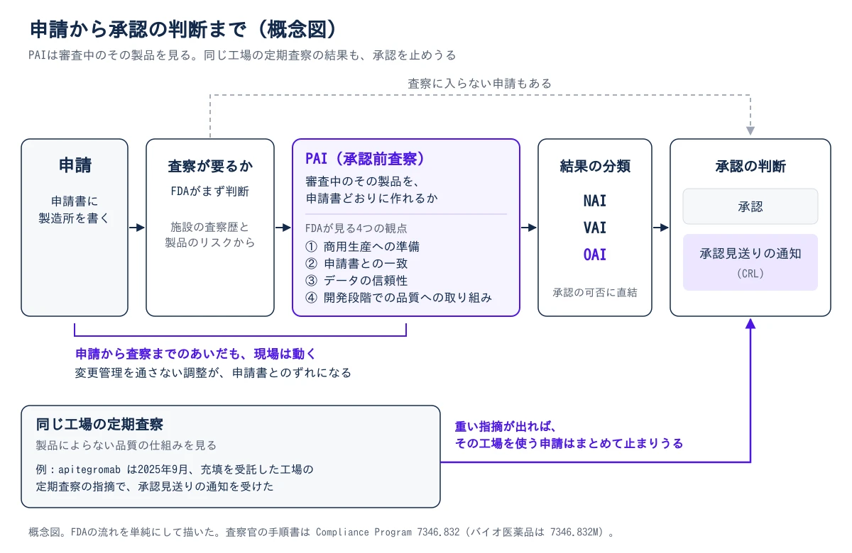 申請から承認の判断までの概念図。左から右へ、申請(申請書に製造所を書く)、査察が要るかの判断(FDAが施設の査察歴と製品のリスクからまず判断する)、PAI(承認前査察。審査中のその製品を申請書どおりに作れるかを見る。FDAが見る4つの観点は、①商用生産への準備、②申請書との一致、③データの信頼性、④開発段階での品質への取り組み)、結果の分類(NAI・VAI・OAI。承認の可否に直結)、承認の判断(承認、または承認見送りの通知=CRL)と矢印が続く。査察が要るかの判断から承認の判断へ向かう破線は、査察に入らない申請もあることを示す。申請からPAIまでの区間には、そのあいだも現場は動き、変更管理を通さない調整が申請書とのずれになると添えてある。下の同じ工場の定期査察(製品によらない品質の仕組みを見る)から承認の判断へ向かう矢印は、重い指摘が出ればその工場を使う申請はまとめて止まりうることを示す。例として、apitegromab が2025年9月、充填を受託した工場の定期査察の指摘で承認見送りの通知を受けたことを挙げる
