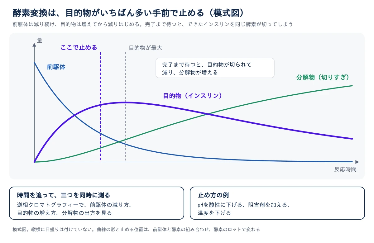 酵素変換の反応を時間を追って見た模式図。横軸は反応時間、縦軸は量で、どちらにも目盛りはない。青い曲線の前駆体は最初がいちばん多く、時間とともに減り続ける。紫の太い曲線の目的物(インスリン)は増えて山を作り、そのあと減っていく。緑の曲線の分解物(切りすぎ)は、はじめはほとんどなく、時間とともに増え続ける。目的物が最大になる位置の少し手前に、紫の破線で「ここで止める」と書かれ、その右に灰色の破線で「目的物が最大」と書かれている。囲みには、完了まで待つと目的物が切られて減り、分解物が増えると書かれている。下には、逆相クロマトグラフィーで前駆体の減り方、目的物の増え方、分解物の出方を時間を追って同時に測ること、止め方の例としてpHを酸性に下げる、阻害剤を加える、温度を下げることが書かれている。