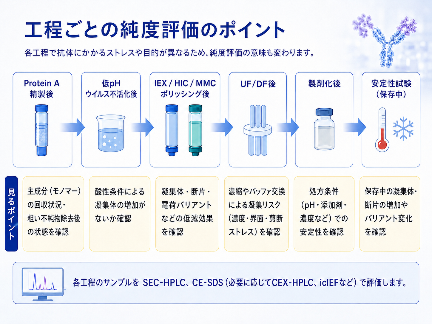工程ごとの純度評価のポイント:Protein A精製後・低pHウイルス不活化後・IEX/HIC/MMC後・UF/DF後・製剤化後・安定性試験で、それぞれ見る項目が異なる