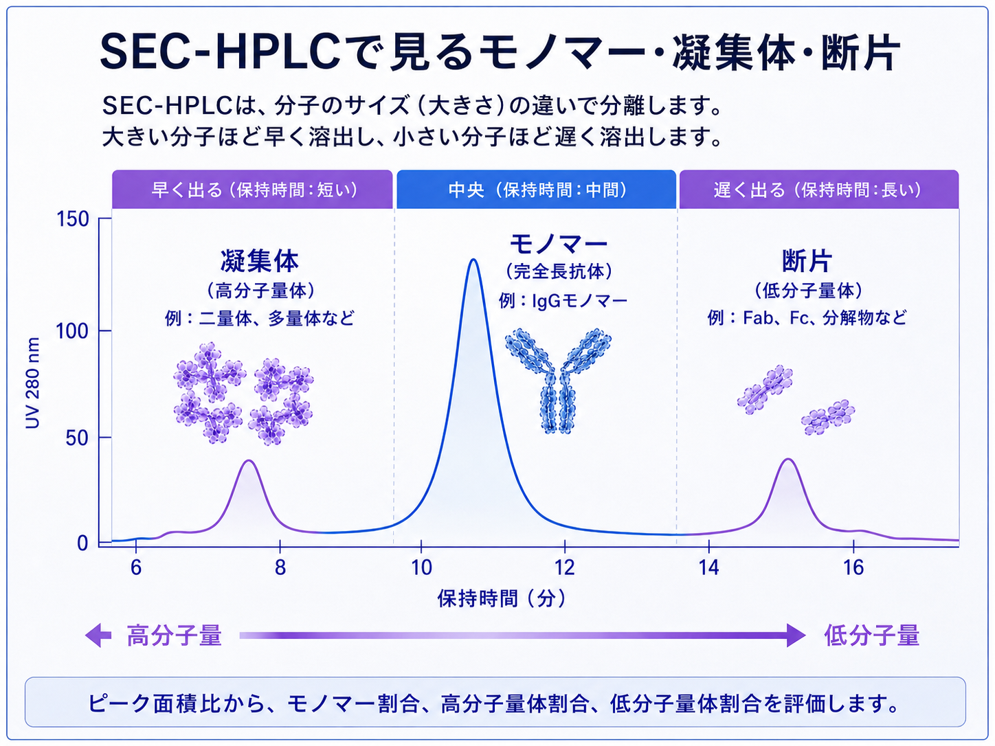 SEC-HPLCクロマトグラム:早く溶出する高分子量体(凝集体)、メインピークのモノマー、遅く溶出する低分子量体(断片)。保持時間が短いほど高分子量、長いほど低分子量