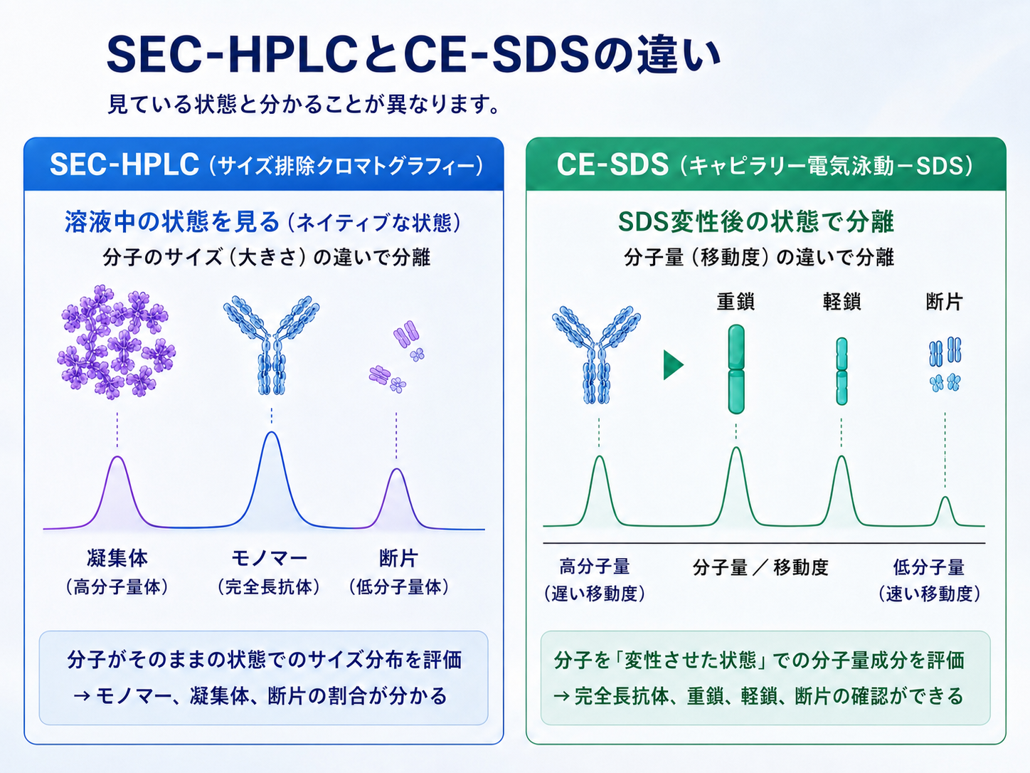 SEC-HPLCとCE-SDSの違い:SEC-HPLCは溶液中のサイズ(モノマー・凝集体・断片)、CE-SDSはSDS変性後の分子量成分(完全長抗体・重鎖・軽鎖・断片)を見る