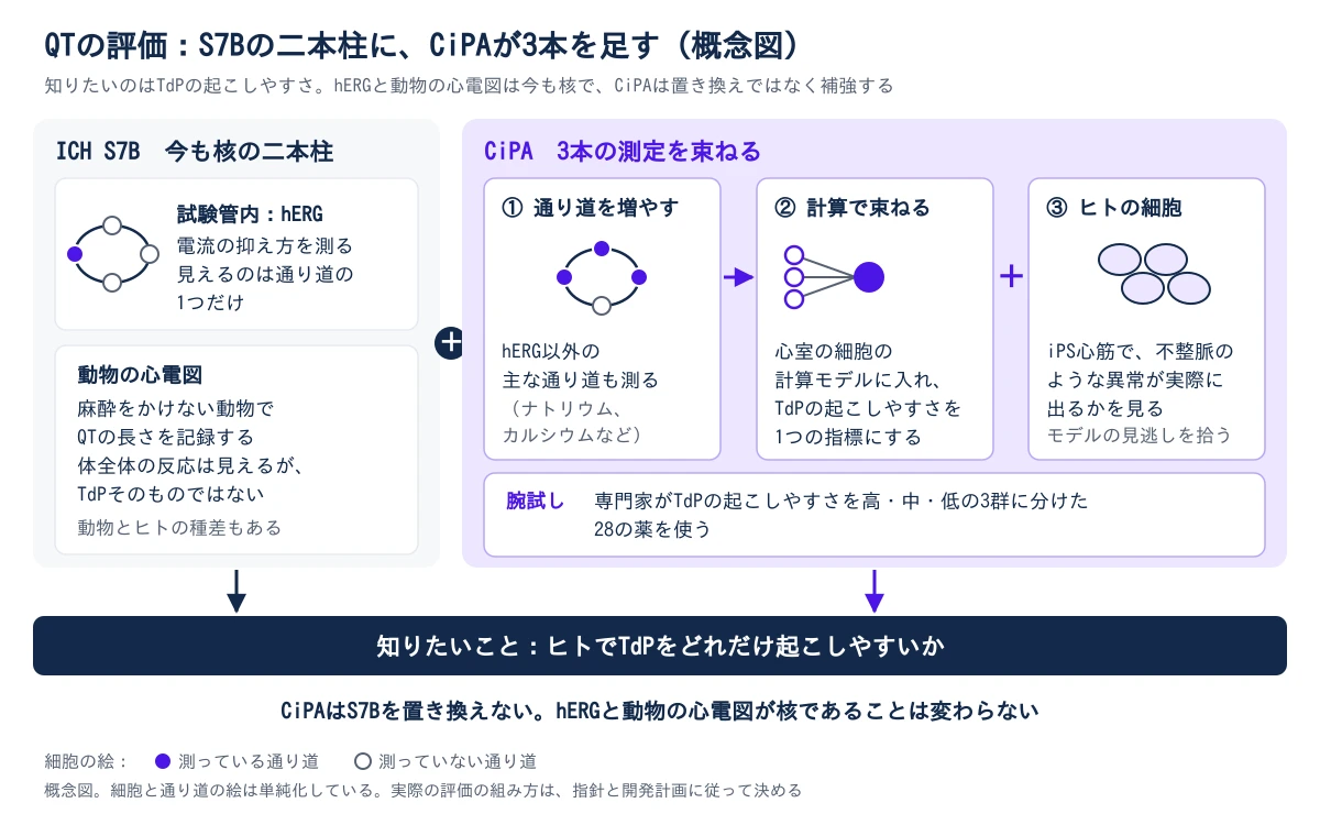左右に2つの枠を並べた概念図。左の枠はICH S7Bで、今も核の二本柱。1本目は試験管内のhERG試験で、電流の抑え方を測るが、見えるのは通り道の1つだけ。2本目は麻酔をかけない動物の心電図で、QTの長さを記録し、体全体の反応は見えるがTdPそのものではなく、動物とヒトの種差もある。右の枠はCiPAで、3本の測定を束ねる。1つ目はhERG以外の主な通り道(ナトリウム、カルシウムなど)も測ること。2つ目は、測定値を心室の細胞の計算モデルに入れて、TdPの起こしやすさを1つの指標にすること。3つ目は、iPS細胞から作った心筋で、不整脈のような異常が実際に出るかを見て、モデルの見逃しを拾うこと。腕試しには、専門家がTdPの起こしやすさを高・中・低の3群に分けた28の薬を使う。2つの枠から下の帯へ矢印が伸び、知りたいことは、ヒトでTdPをどれだけ起こしやすいかと示す。CiPAはS7Bを置き換えず、hERGと動物の心電図が核であることは変わらない。