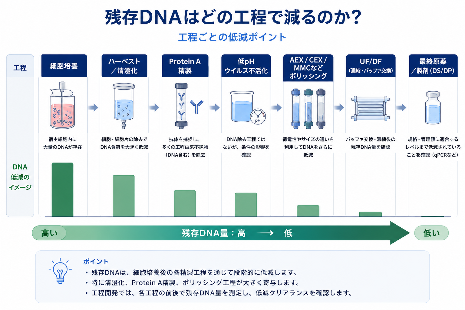 残存DNAはどの工程で減るか:細胞培養(高)→ハーベスト/清澄化→Protein A精製→低pHウイルス不活化→AEX/CEX/MMCポリッシング→UF/DF→最終原薬・製剤(低)と段階的に低減する