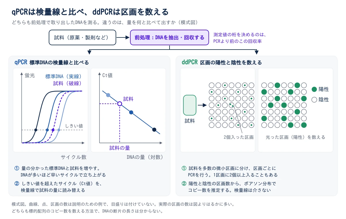 上に、試料(原薬・製剤など)から前処理でDNAを抽出・回収し、そのDNAをqPCRかddPCRで測る流れを示した模式図。測定値の桁を決めるのは、PCRより前のこの回収率。左のqPCRでは、量の分かった標準DNA(実線)と試料(破線)を増やすと、DNAが多いほど早いサイクルで蛍光が立ち上がる。しきい値を超えたサイクル(Ct値)を、標準DNAで引いた検量線(横軸がDNAの量の対数、縦軸がCt値で、右下がりの直線)に当てて、試料の量に読み替える。右のddPCRでは、試料を多数の微小区画に分けて区画ごとにPCRを行い、DNAが入っていて光った区画(陽性)と光らない区画(陰性)を数える。1区画に2個以上入ることもあり、陽性と陰性の区画数からポアソン分布でコピー数を推定する。検量線は介さない。どちらも標的配列のコピー数を数える方法で、DNAの断片の長さは分からない。