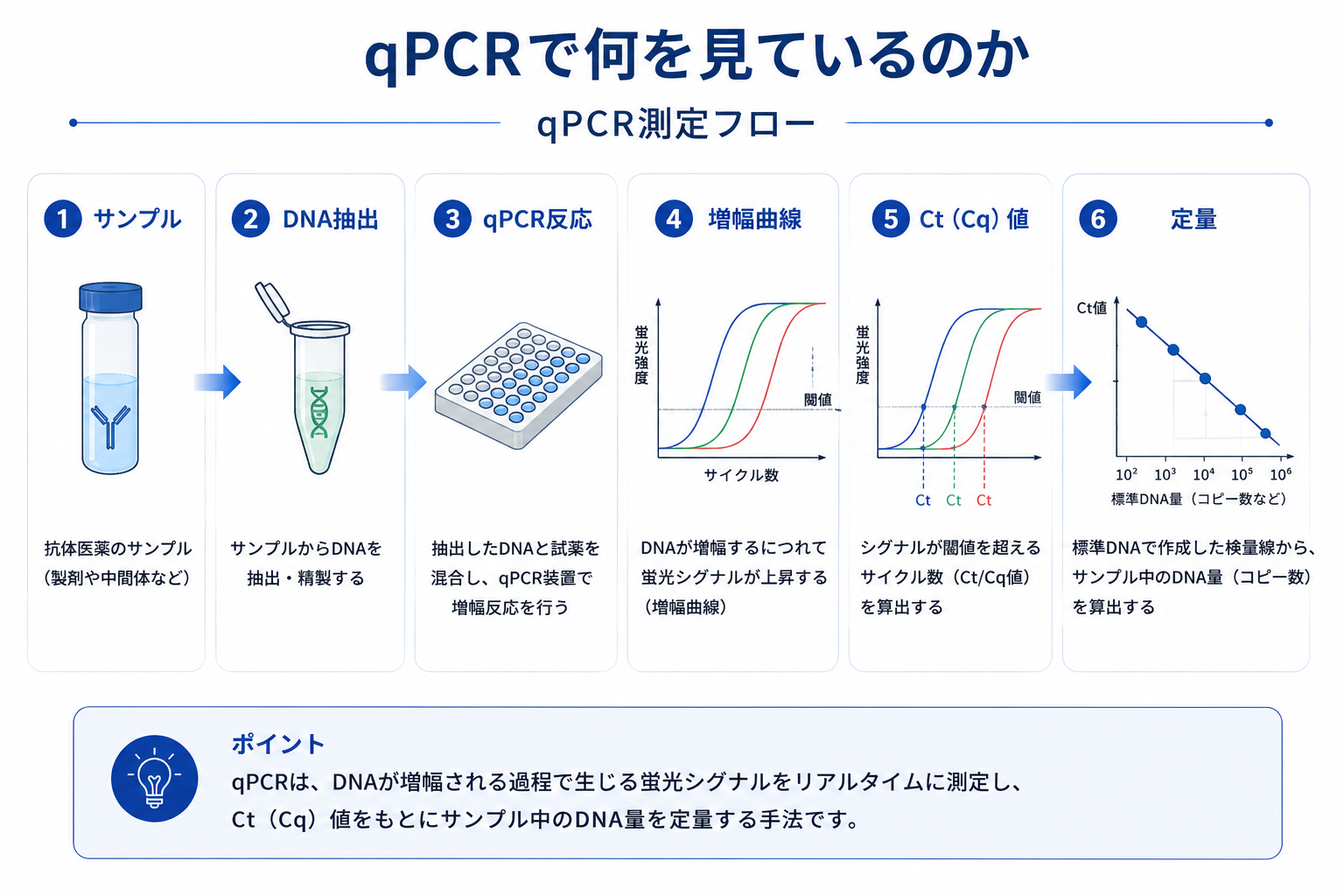 qPCR測定フロー:サンプル→DNA抽出→qPCR反応→増幅曲線→Ct(Cq)値→検量線から定量。標準DNAで作った検量線をもとにサンプル中のDNA量(コピー数)を算出する