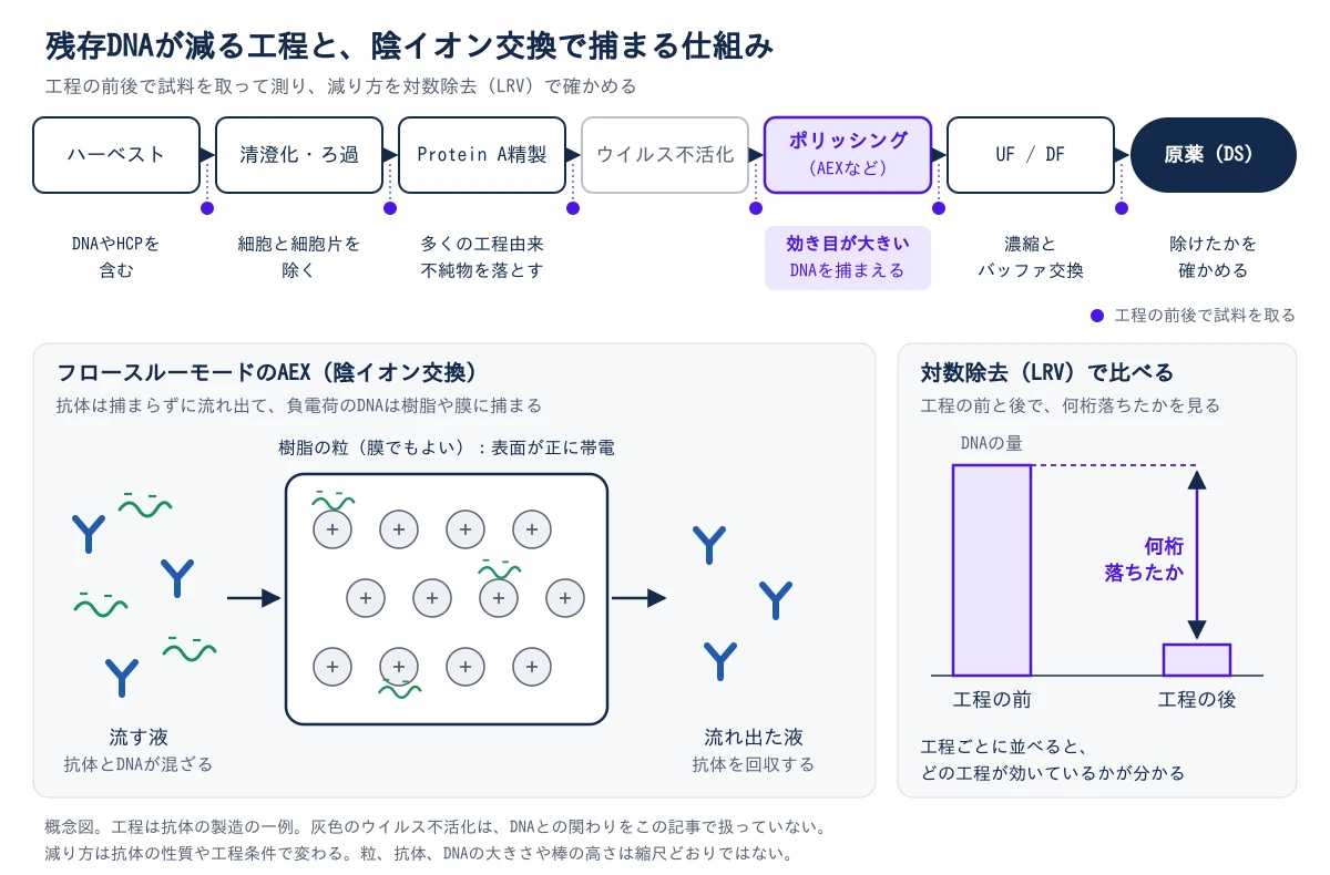 上に、ハーベスト、清澄化・ろ過、Protein A精製、ウイルス不活化、ポリッシング(AEXなど)、UF / DF、原薬の順に工程を並べ、各工程の前後で試料を取ることを点で示した概念図。ハーベストはDNAやHCPを含み、清澄化・ろ過は細胞と細胞片を除き、Protein A精製は多くの工程由来不純物を落とす。効き目が大きいのはポリッシングで、DNAを捕まえる。UF / DFは濃縮とバッファ交換で、原薬で除けたかを確かめる。ウイルス不活化は、DNAとの関わりをこの記事で扱っていないので灰色にしている。左下は、フロースルーモードのAEX(陰イオン交換)の仕組みで、抗体とDNAが混ざった液を流すと、抗体は捕まらずに流れ出て回収され、負電荷のDNAは表面が正に帯電した樹脂の粒(膜でもよい)に捕まる。右下は対数除去(LRV)の考え方で、工程の前のDNAの量を高い棒、工程の後の量を低い棒で並べ、何桁落ちたかを見る。工程ごとに並べると、どの工程が効いているかが分かる。棒の高さは縮尺どおりではない。