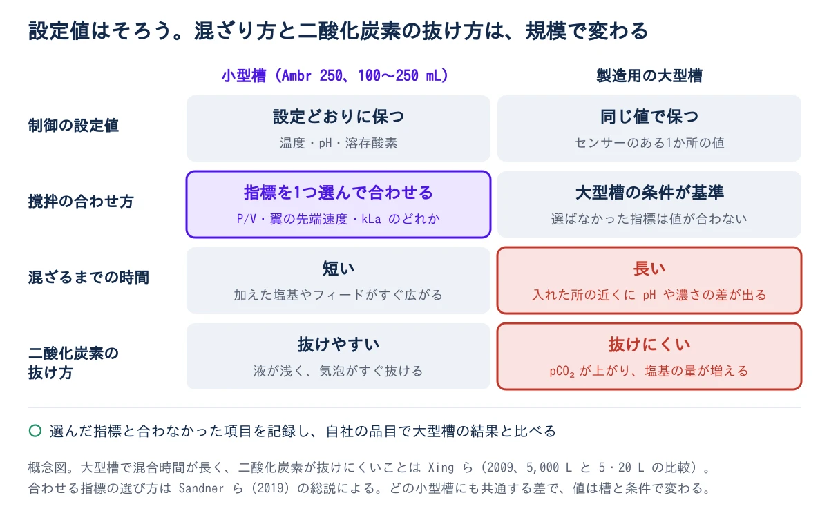 左の列は小型槽(Ambr 250、100〜250 mL)、右の列は製造用の大型槽で、4つの行を比べた概念図。1行目の制御の設定値は、小型槽も大型槽も温度・pH・溶存酸素を同じ値で保ち、どちらも灰色。2行目の撹拌の合わせ方は、小型槽の側が紫で、P/V・翼の先端速度・kLa から指標を1つ選んで合わせると書かれ、大型槽の側は大型槽の条件が基準で、選ばなかった指標は値が合わないと書かれている。3行目の混ざるまでの時間は、小型槽は短く加えた塩基やフィードがすぐ広がる(灰)、大型槽は長く入れた所の近くに pH や濃さの差が出る(赤)。4行目の二酸化炭素の抜け方は、小型槽は液が浅く抜けやすい(灰)、大型槽は抜けにくく pCO2 が上がり塩基の量が増える(赤)。下に緑の丸で、選んだ指標と合わなかった項目を記録し、自社の品目で大型槽の結果と比べる、とある。注記に、大型槽で混合時間が長く二酸化炭素が抜けにくいことは Xing ら(2009、5,000 L と 5・20 L の比較)、指標の選び方は Sandner ら(2019)の総説によること、どの小型槽にも共通する差で値は槽と条件で変わることが書かれている