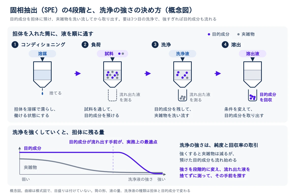 上の図は、担体を入れた筒に液を順に通す固相抽出の4段階の概念図。紫の点が目的成分、灰色の点が夾雑物。1のコンディショニングでは溶媒を通して担体を濡らし、流れ出た液は捨てる。2の負荷では試料を通し、目的成分と夾雑物が担体に預けられ、流れ出た液は測る。3の洗浄では洗浄液を通し、目的成分は担体に残ったまま夾雑物が洗い流され、流れ出た液を測る。4の溶出では条件を変えた溶出液を通し、目的成分が取り出されて回収される。下の図は、洗浄液の強さを弱いほうから強いほうへ上げていったときに担体に残る量の模式図で、目盛りは付けていない。夾雑物(灰色の線)は強くするほど減っていく。目的成分(紫の線)は途中まで同じ高さで残り、ある強さを超えると流れ出して減る。目的成分が流れ出す手前が実務上の最適点で、強さを段階的に変えながら流れ出た液を捨てずに測って探す。