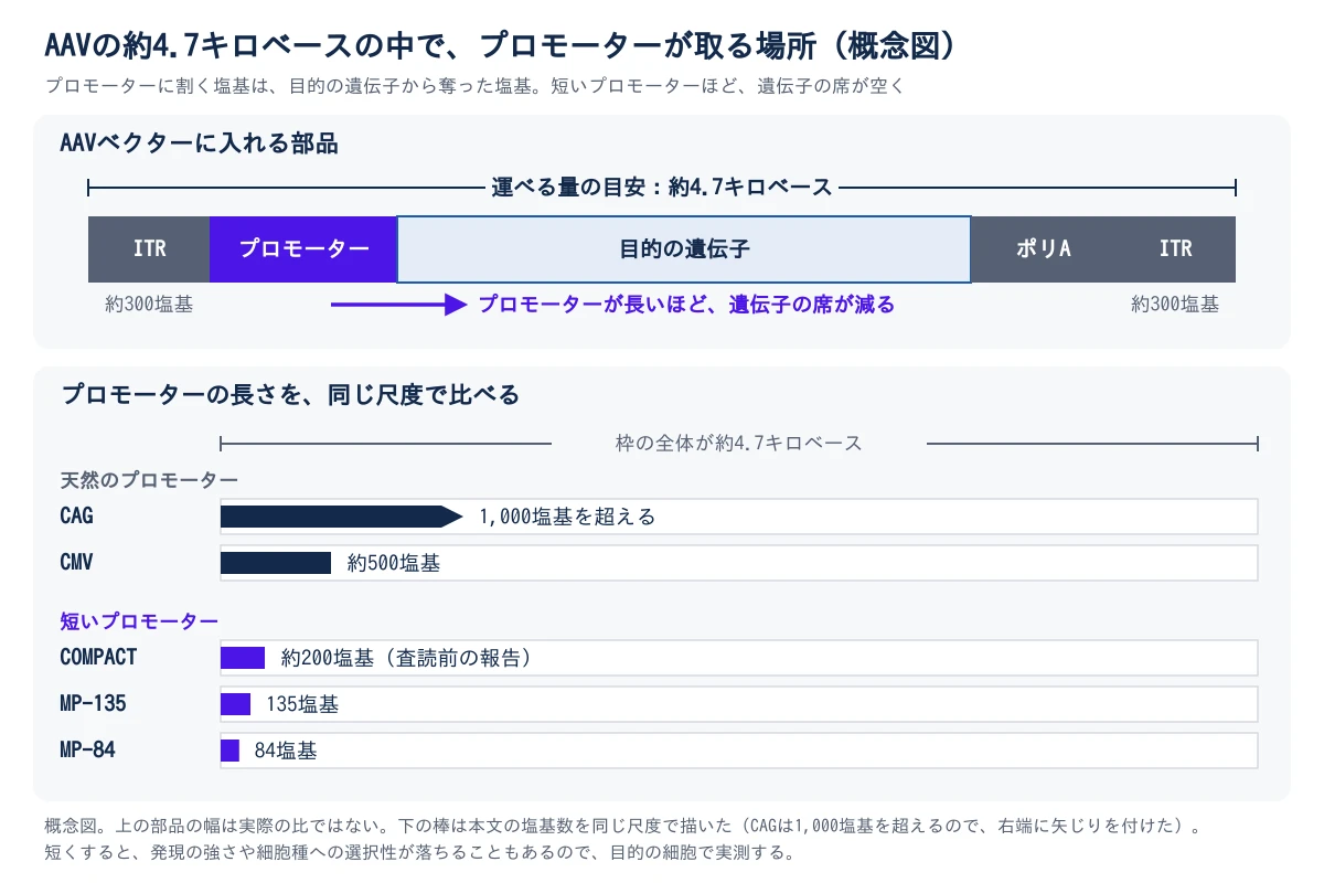 AAVの約4.7キロベースの中で、プロモーターが取る場所の概念図。上の帯は、AAVベクターに入れる部品の並びで、左から両端のITR(それぞれ約300塩基)、プロモーター、目的の遺伝子、ポリA、ITR。全体で運べる量の目安は約4.7キロベースで、プロモーターが長いほど目的の遺伝子の席が減る。下の棒は、プロモーターの長さを同じ尺度で、約4.7キロベースの枠の中に並べたもの。天然のプロモーターは、CAGが1,000塩基を超え、CMVが約500塩基。短いプロモーターは、COMPACTが約200塩基(査読前の報告)、MP-135が135塩基、MP-84が84塩基。短いほど枠の中で占める割合が小さい。上の帯の幅は実際の比ではなく、下の棒は本文の塩基数を同じ尺度で描いた