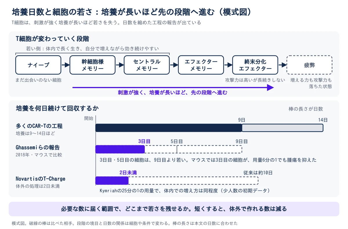 上段は、T細胞が変わっていく段階を左から右へ並べた模式図。ナイーブ(まだ出会いのない細胞)、幹細胞様メモリー、セントラルメモリー、エフェクターメモリー、終末分化エフェクター(攻撃力は高いが長続きしない)、疲弊(増える力も攻撃力も落ちた状態)の順で、ナイーブからセントラルメモリーまでが若い側で、体内で長く生き、自分で増えながら効き続けやすい。刺激が強く、培養が長いほど、右の段階へ進む。下段は、培養を何日続けて回収するかを棒の長さで比べた図。多くのCAR-Tの工程は9〜14日ほど。Ghassemiらの2018年の報告では、3日目と5日目に回収した細胞は9日目より若く、マウスでは3日目の細胞が用量6分の1でも腫瘍を抑えた。NovartisのT-Chargeは体外の処理が2日未満で、従来は約10日。Kymriahの25分の1の用量で、体内での増え方は同程度だったが、少人数の初期データ。必要な数に届く範囲でどこまで若さを残せるかが設計の核心で、短くすると体外で作れる数は減る。