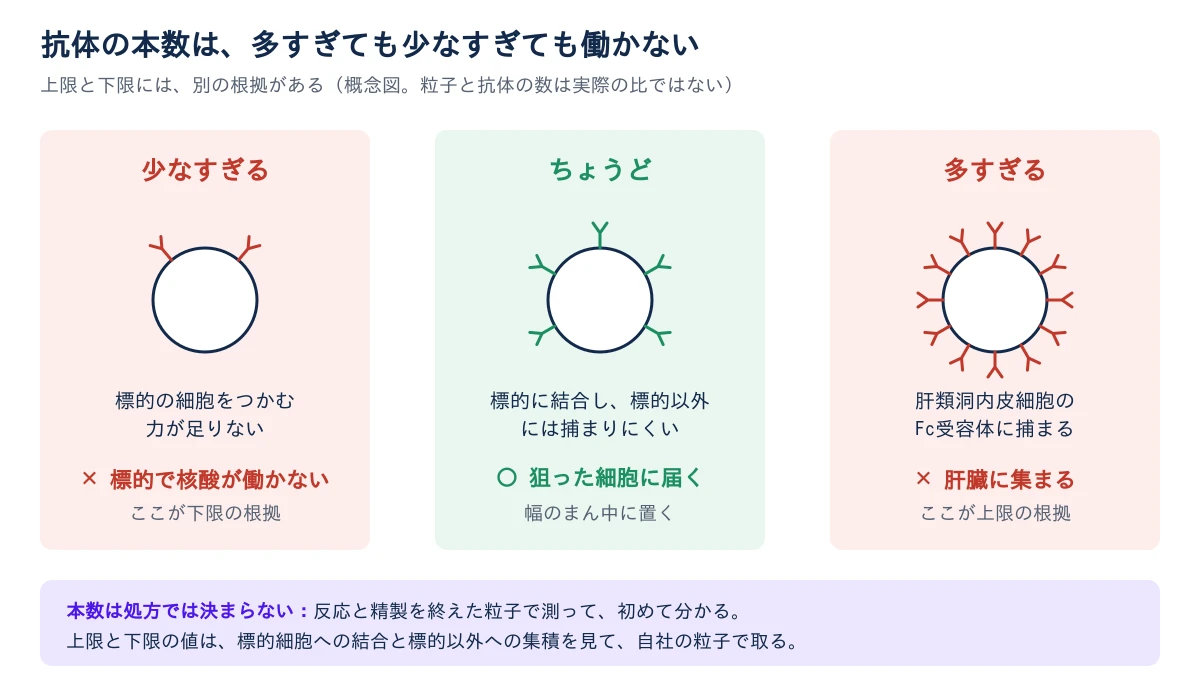 抗体を載せた粒子を3つ横に並べた図。左の赤い区画は抗体が少なすぎる粒子で、標的の細胞をつかむ力が足りず、運んだ核酸が標的で働かないと書かれ、下限の根拠と示される。中央の緑の区画はちょうどよい粒子で、標的に結合し、標的以外には捕まりにくいと書かれる。右の赤い区画は抗体が多すぎる粒子で、肝類洞内皮細胞のFc受容体に捕まり肝臓に集まると書かれ、上限の根拠と示される。図の下に、本数は処方では決まらず、反応と精製を終えた粒子で測って初めて分かること、上限と下限の値は自社の粒子で取ることが書かれている