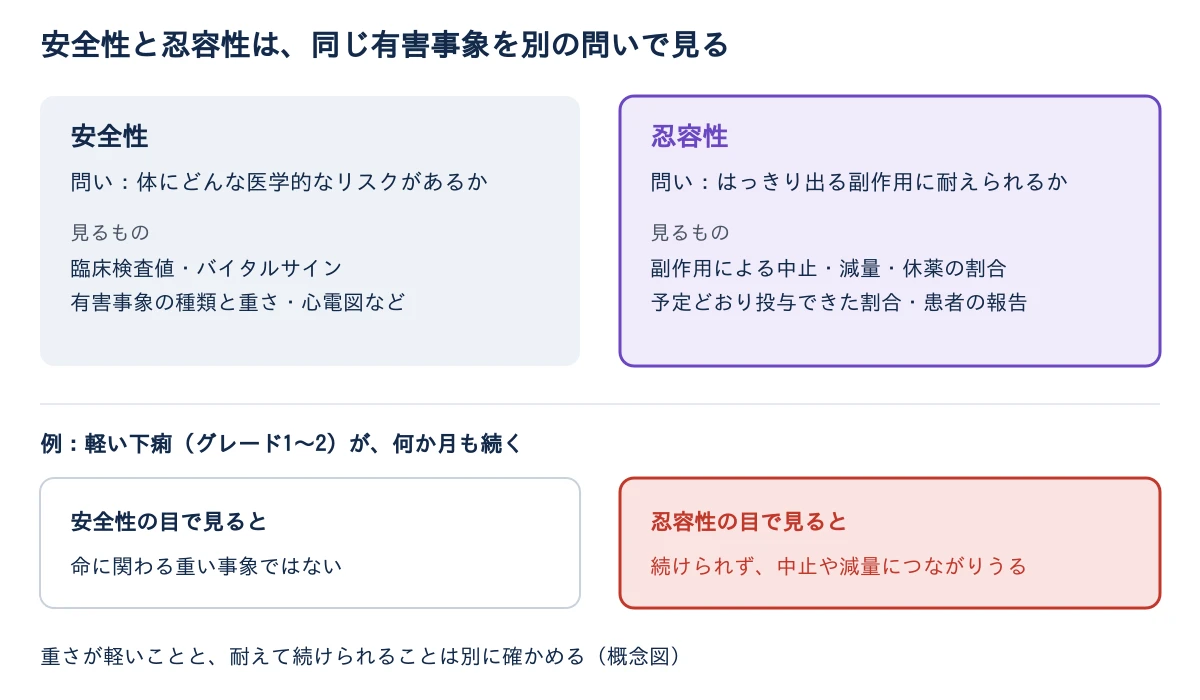 左右2つの枠と、その下の例。左の灰色の枠は安全性で、問いは体にどんな医学的なリスクがあるか、見るものは臨床検査値・バイタルサイン・有害事象の種類と重さ・心電図など。右の紫の枠は忍容性で、問いははっきり出る副作用に耐えられるか、見るものは副作用による中止・減量・休薬の割合、予定どおり投与できた割合、患者の報告。下の例は、軽い下痢(グレード1〜2)が何か月も続く場合。安全性の目で見ると命に関わる重い事象ではないが、忍容性の目で見ると続けられず中止や減量につながりうる(赤)。最下段に、重さが軽いことと、耐えて続けられることは別に確かめる、と書かれている。