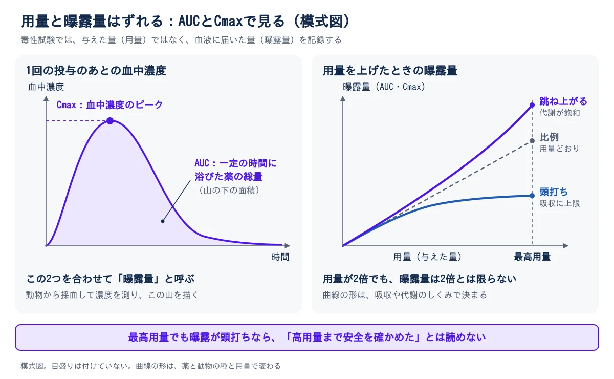 左の図は、1回の投与のあとの血中濃度を時間に沿って描いた模式図。濃度は上がって山をつくり、そのあと下がる。山の頂点がCmax、血中濃度のピーク。山の下の面積がAUCで、一定の時間に体が浴びた薬の総量。この2つを合わせて曝露量と呼ぶ。右の図は、用量を上げたときの曝露量の変わり方を3本の線で比べた模式図。破線の「比例」は用量どおりに増える線。「頭打ち」は吸収に上限があるため途中から増えなくなる線で、最高用量では比例の線よりずっと低い。「跳ね上がる」は代謝の経路が飽和して、ある用量から比例の線より急に増える線。最高用量でも曝露が頭打ちなら、高用量まで安全を確かめたとは読めない。どちらの図にも目盛りは付けていない。