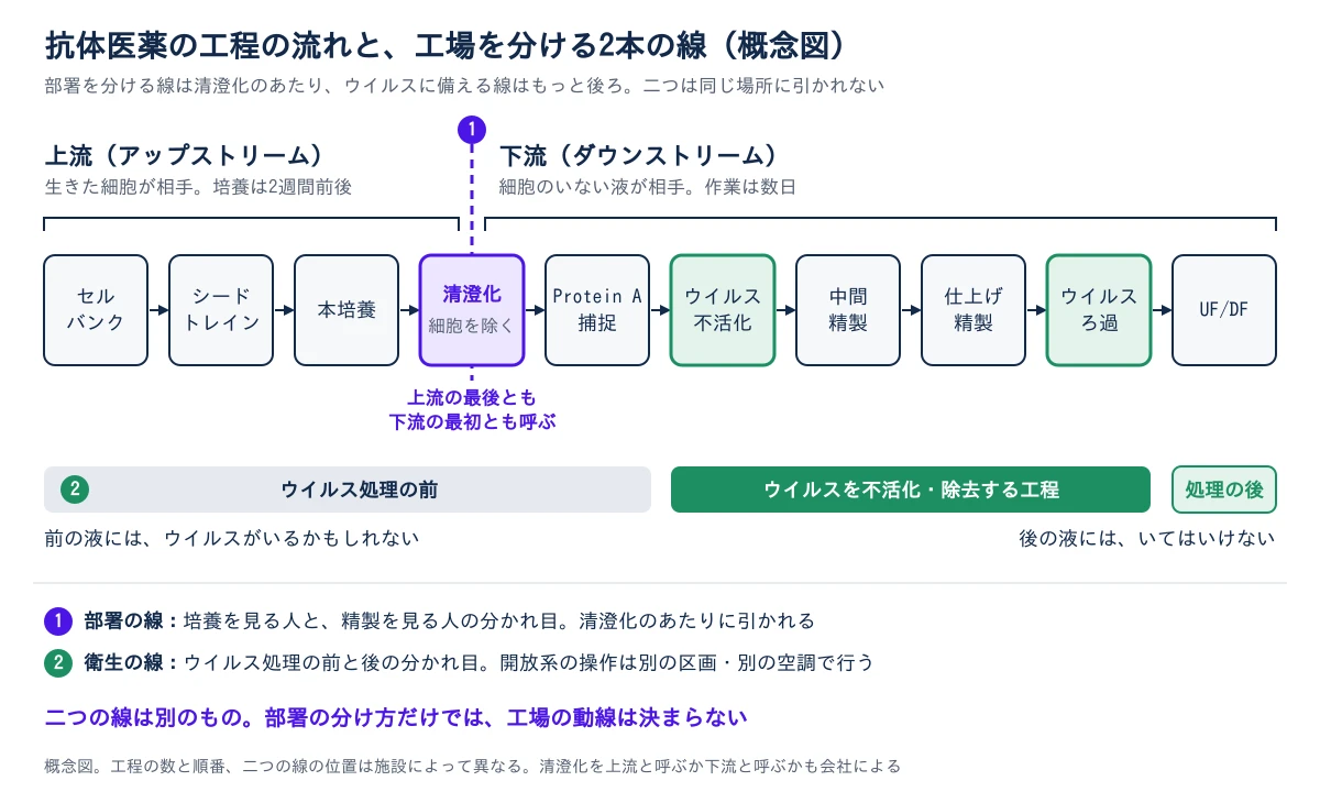 抗体医薬の工程を左から右へ並べ、工場を分ける2本の線がどこに引かれるかを示した概念図。工程は左から、セルバンク、シードトレイン、本培養、清澄化(細胞を除く)、Protein Aによる捕捉、ウイルス不活化、中間精製、仕上げ精製、ウイルスろ過、UF/DFの順に矢印でつながる。上の括弧は、清澄化の箱の中央を通る紫の破線(番号1、部署の線)を境に、左が上流(生きた細胞が相手、培養は2週間前後)、右が下流(細胞のいない液が相手、作業は数日)と分かれることを示す。清澄化は上流の最後とも下流の最初とも呼ばれる。下の帯(番号2、衛生の線)は、左から、ウイルス処理の前(前の液にはウイルスがいるかもしれない)、ウイルスを不活化・除去する工程(ウイルス不活化の箱からウイルスろ過の箱まで、この2つの箱は緑で示す)、処理の後(後の液にはいてはいけない)と分かれる。部署の線は清澄化のあたり、衛生の線はウイルス処理のあたりにあり、二つは同じ場所にない。開放系の操作は、ウイルス処理の前後で別の区画・別の空調で行う(ICH Q7)。