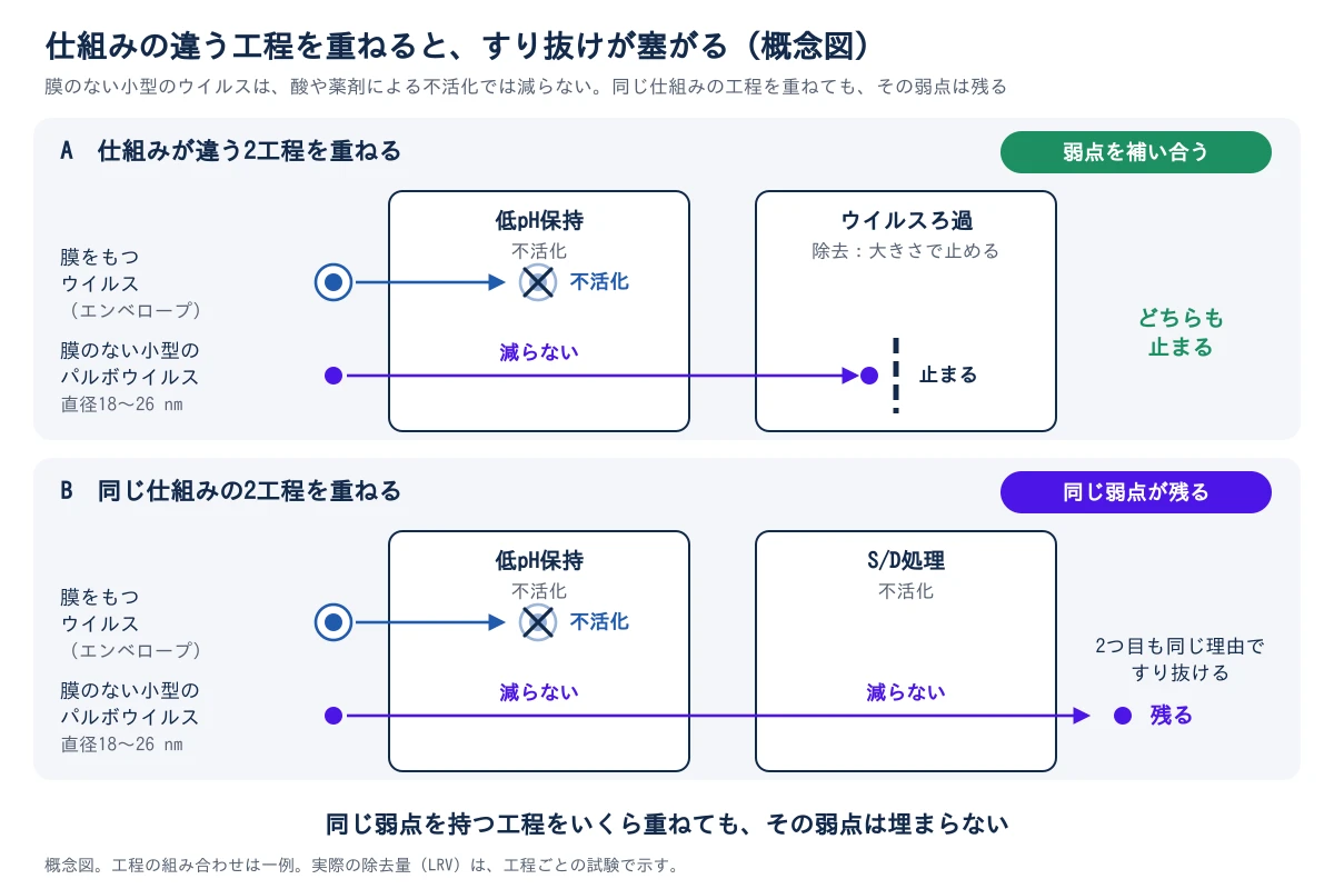 ウイルスの通り道を比べた概念図。上のAは、低pH保持(不活化)とウイルスろ過(除去)という仕組みの違う2工程を重ねた場合。膜をもつウイルス(エンベロープ)は低pH保持で不活化される。膜のない小型のパルボウイルス(直径18〜26 nm)は低pH保持では減らず、次のウイルスろ過で大きさによって止まる。どちらも止まり、弱点を補い合う。下のBは、低pH保持とS/D処理という、どちらも不活化の2工程を重ねた場合。膜をもつウイルスは1つ目で不活化されるが、膜のない小型のパルボウイルスは1つ目でも2つ目でも減らず、出口に残る。同じ弱点を持つ工程をいくら重ねても、その弱点は埋まらない。