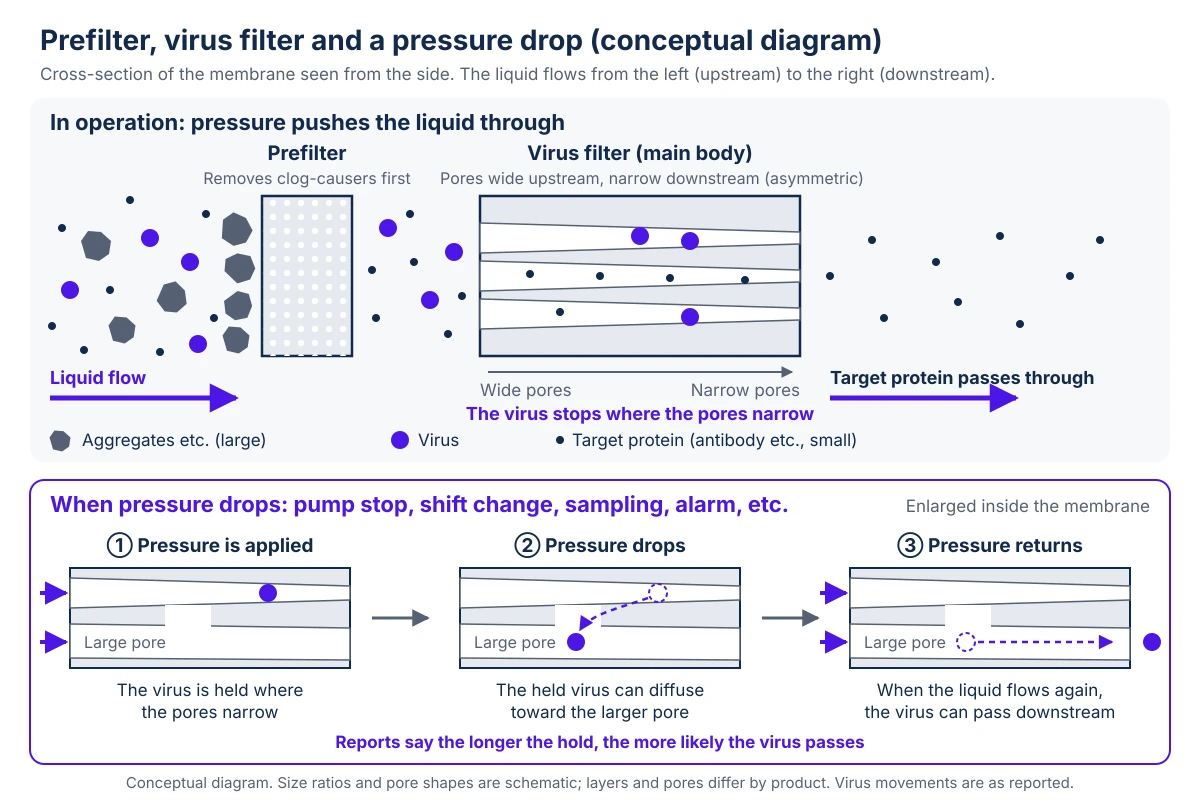 Conceptual diagram of a virus filter cross-section seen from the side. The upper band shows operation: pressure pushes the liquid from the upstream on the left to the downstream on the right. The upstream liquid carries a mix of large particles such as aggregates, virus and the target protein. A prefilter comes first and takes out the aggregates and other causes of clogging. Next comes the virus filter body, drawn as an example of an asymmetric membrane whose pores are wide on the upstream side and narrow on the downstream side. The virus stops where the pores narrow, and the target protein passes through the membrane and leaves downstream. The lower band shows what happens when pressure drops, in three enlarged frames of the inside of the membrane. In the first frame pressure is applied and the virus is held where the pores narrow. In the second frame pressure drops, and the held virus can diffuse toward a larger pore. In the third frame pressure returns, the liquid starts to flow, and the virus can pass downstream. There are reports that the longer the hold, the more likely the virus passes.