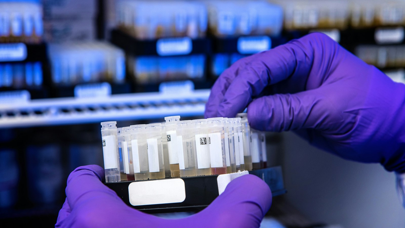 A gloved hand holding a rack of sample tubes