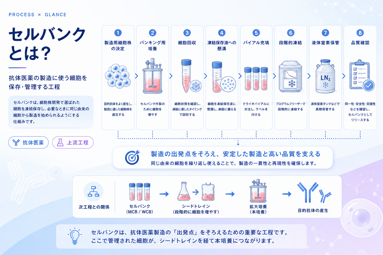 セルバンクとは？抗体医薬の製造に使う細胞を保存・管理する工程